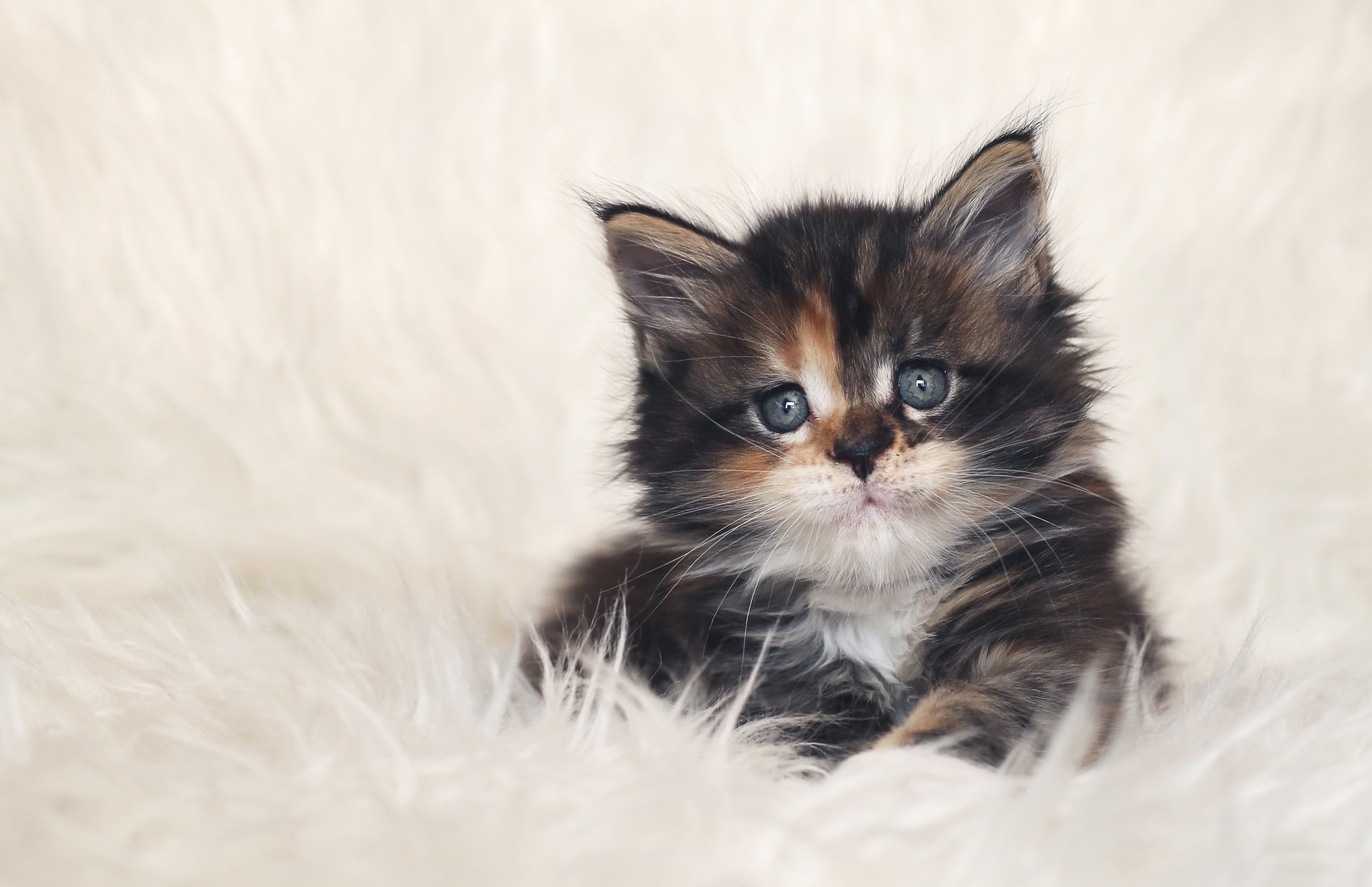 Full HD Wallpaper cats, animal, cat, cute, fluffy, kitten