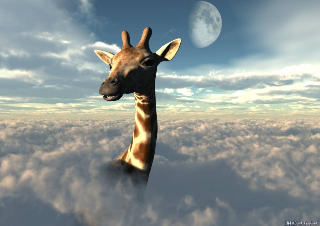 animals, sky, clouds, giraffes