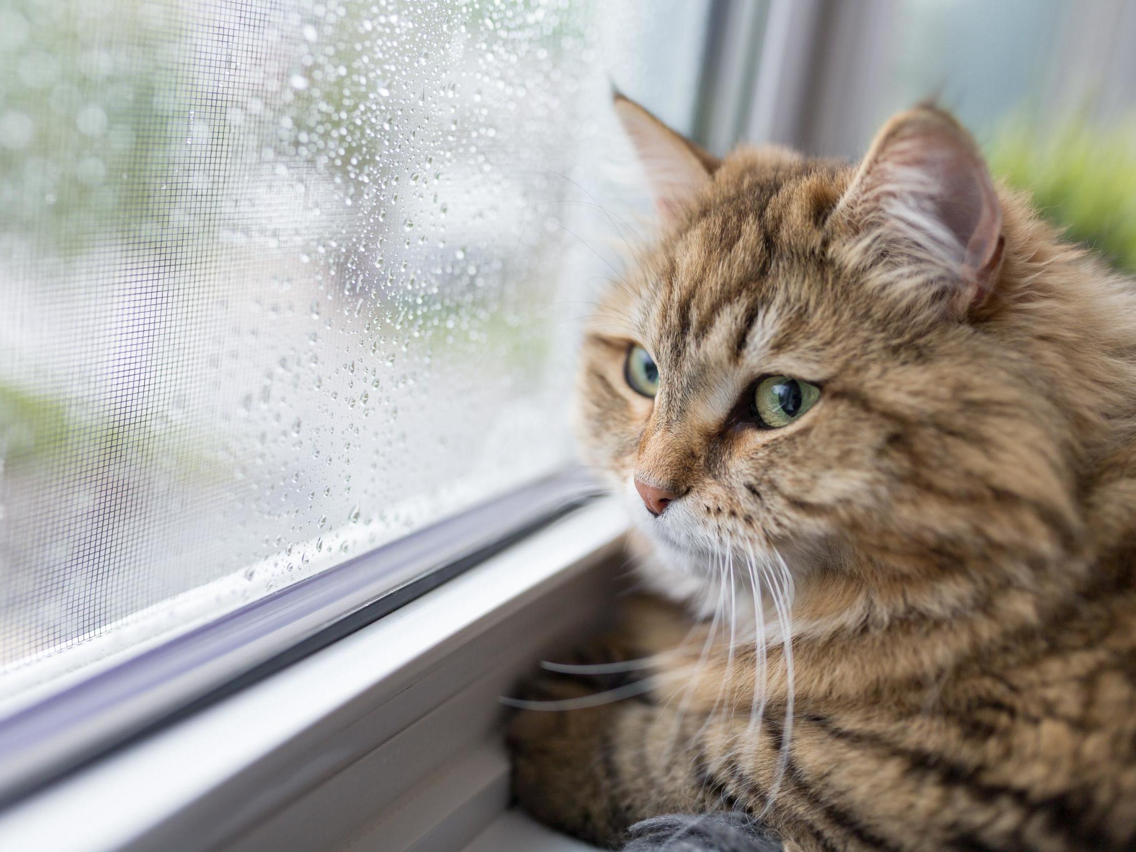 Baixe gratuitamente a imagem Animais, Gatos, Gato na área de trabalho do seu PC