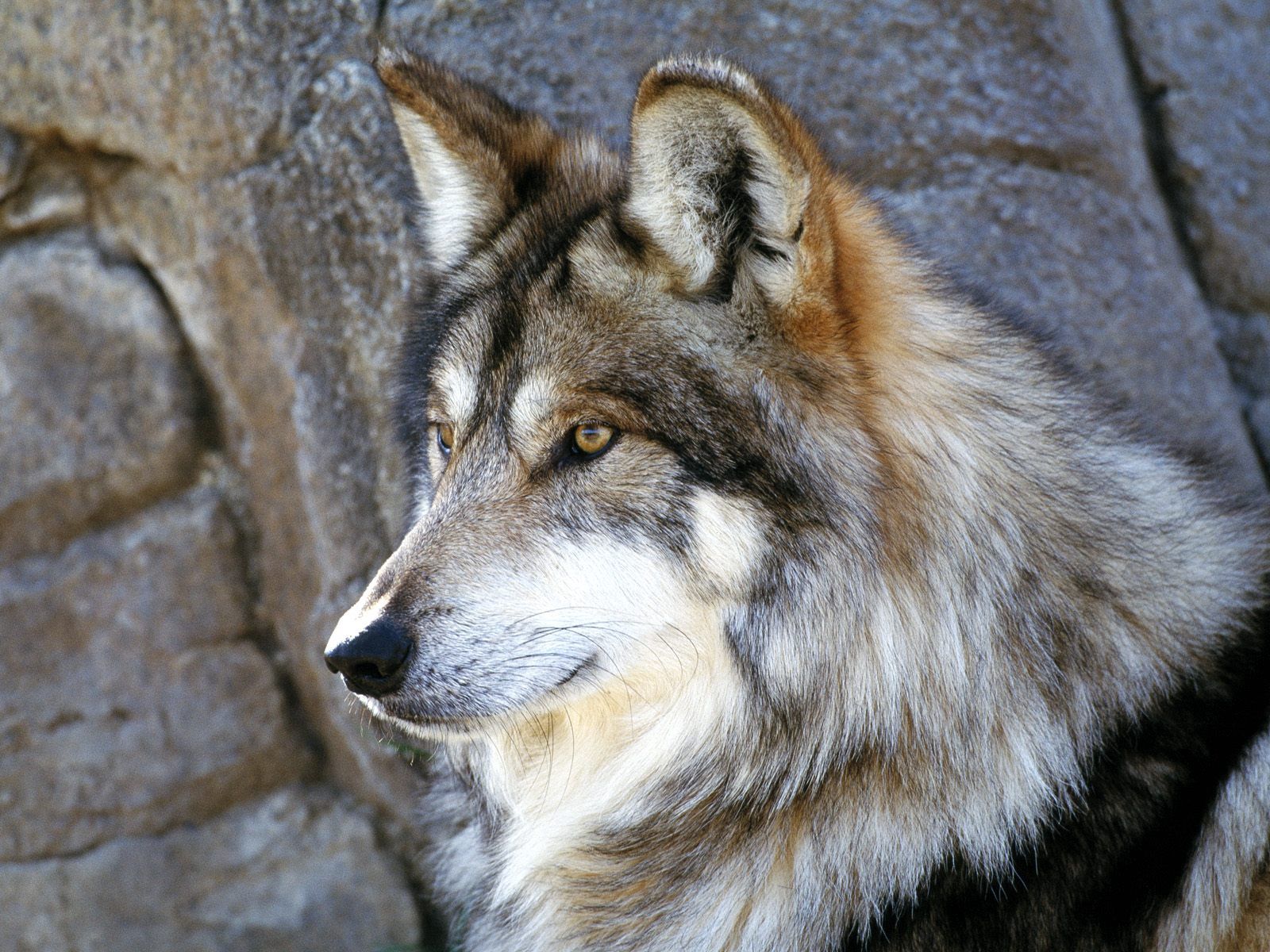 Laden Sie das Flauschige, Schnauze, Sicht, Meinung, Tiere, Hund, Wolf-Bild kostenlos auf Ihren PC-Desktop herunter