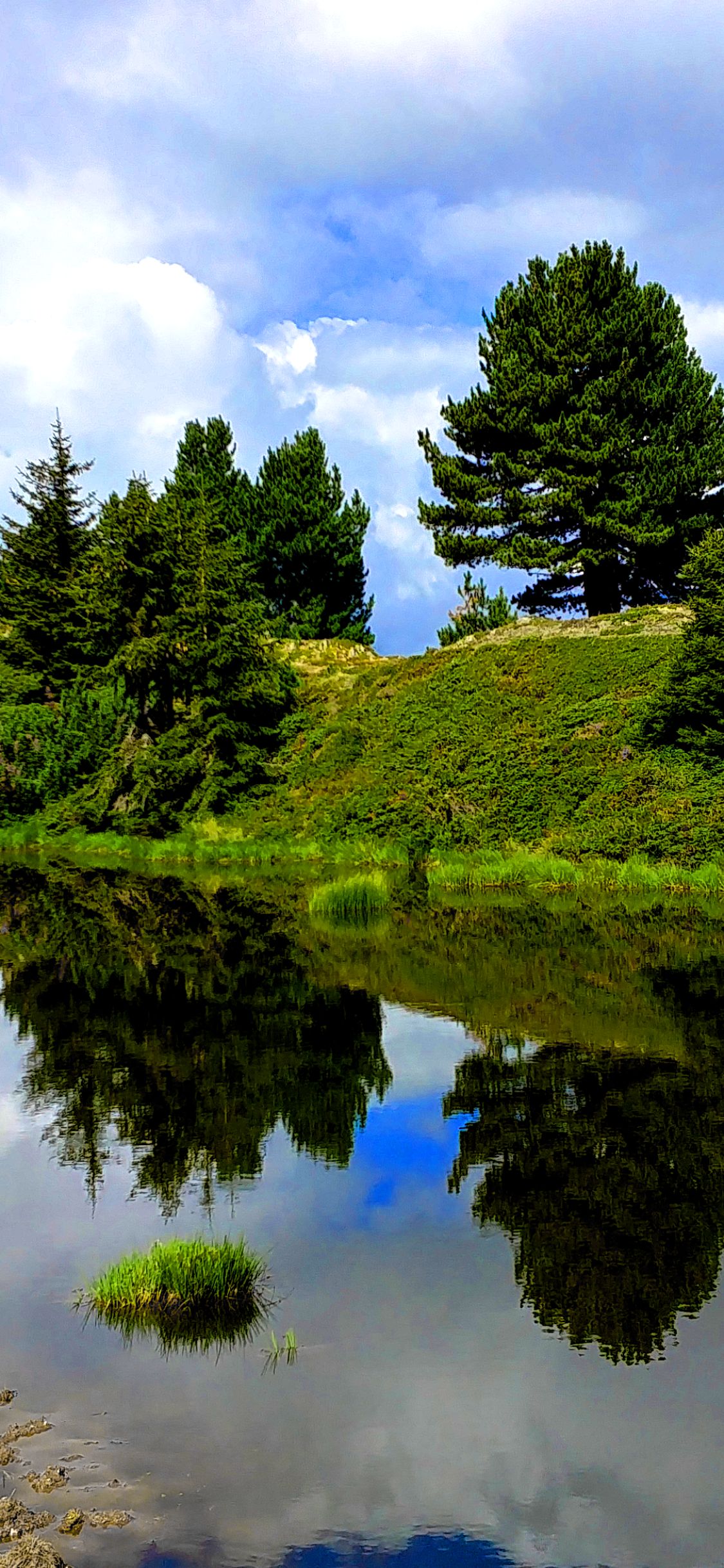 Download mobile wallpaper Nature, Water, Grass, Reflection, Tree, Earth for free.