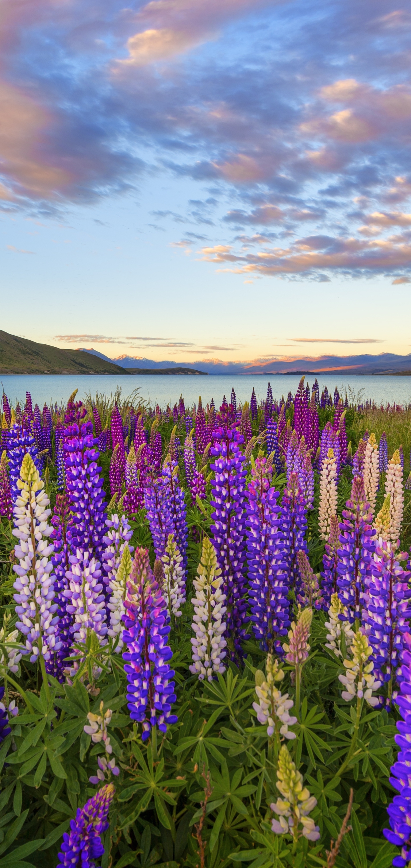 Download mobile wallpaper Landscape, Nature, Lake, Flower, Earth, Lupine, Purple Flower for free.