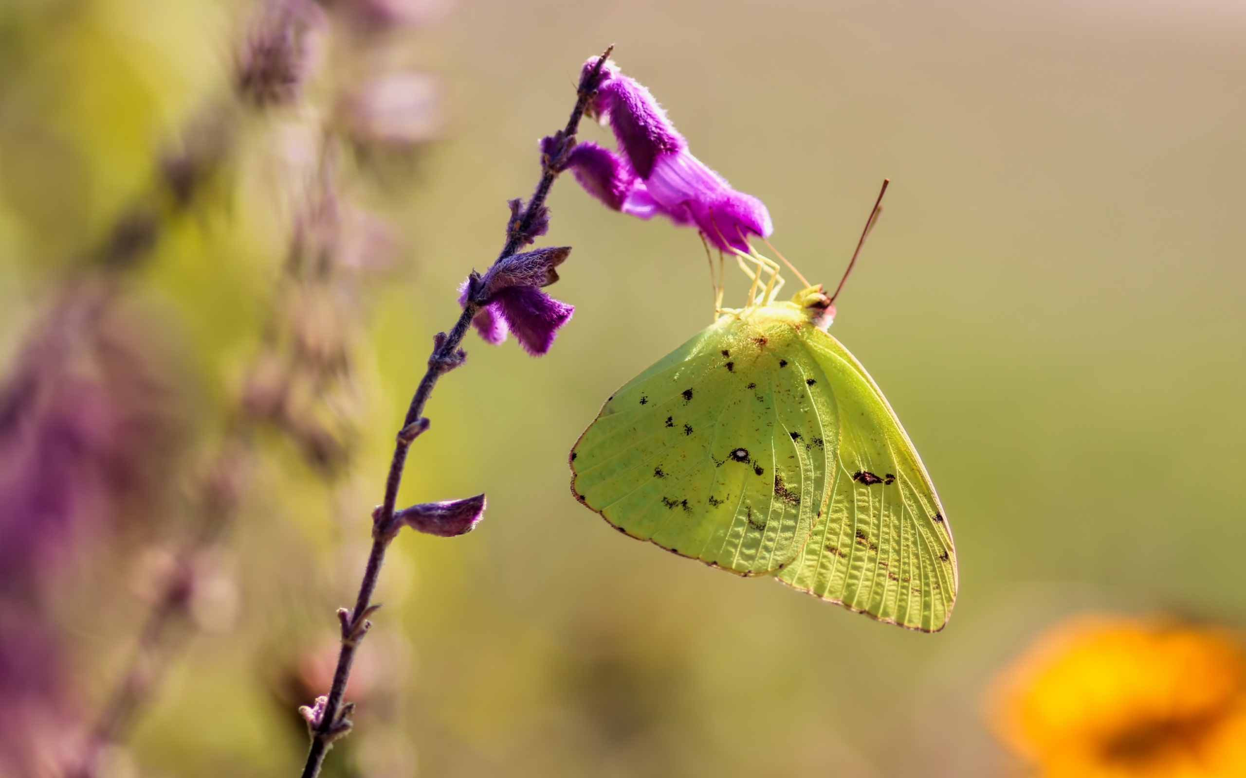 Download mobile wallpaper Flower, Macro, Insect, Butterfly, Animal for free.