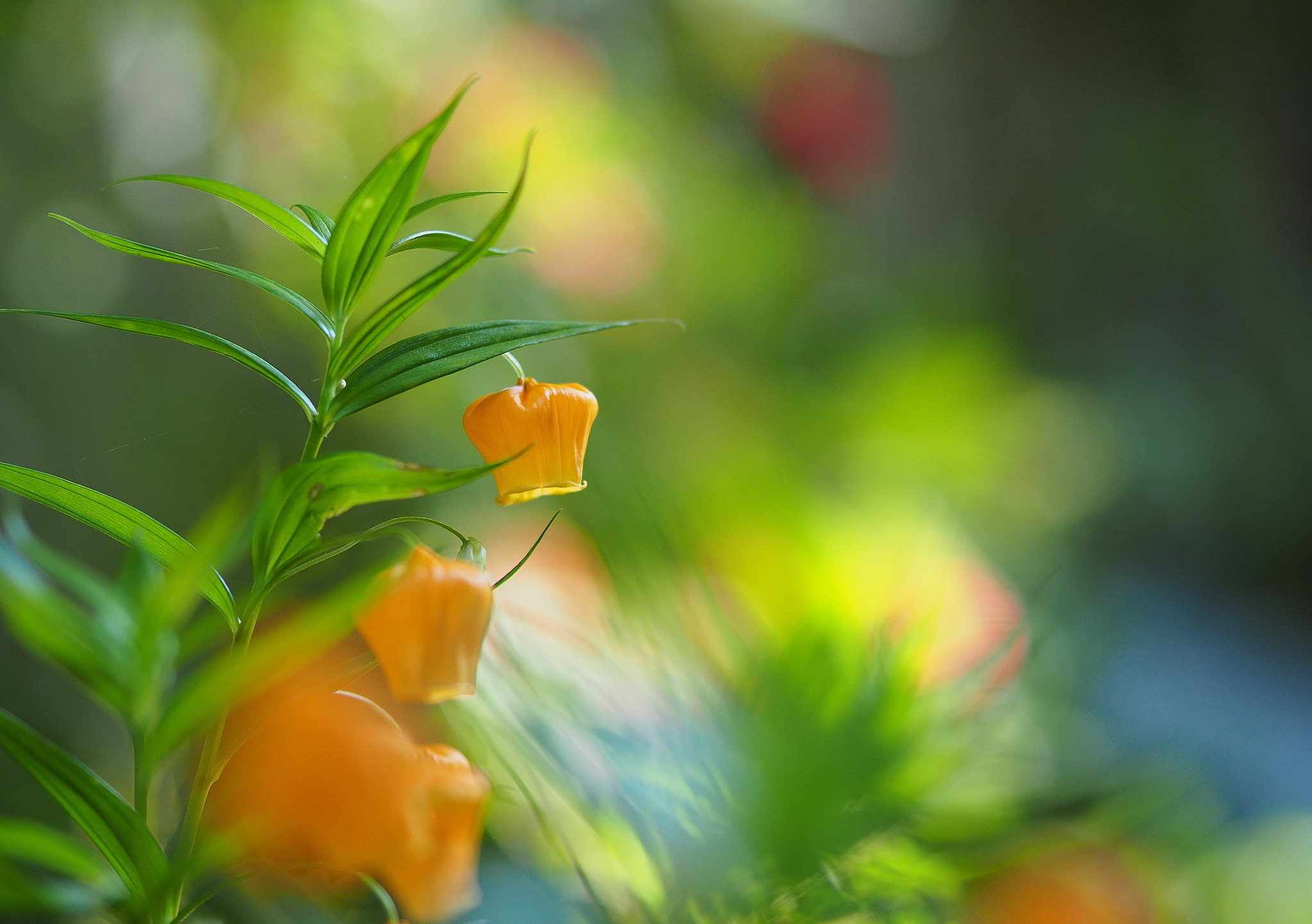 Laden Sie das Blumen, Blume, Erde/natur-Bild kostenlos auf Ihren PC-Desktop herunter