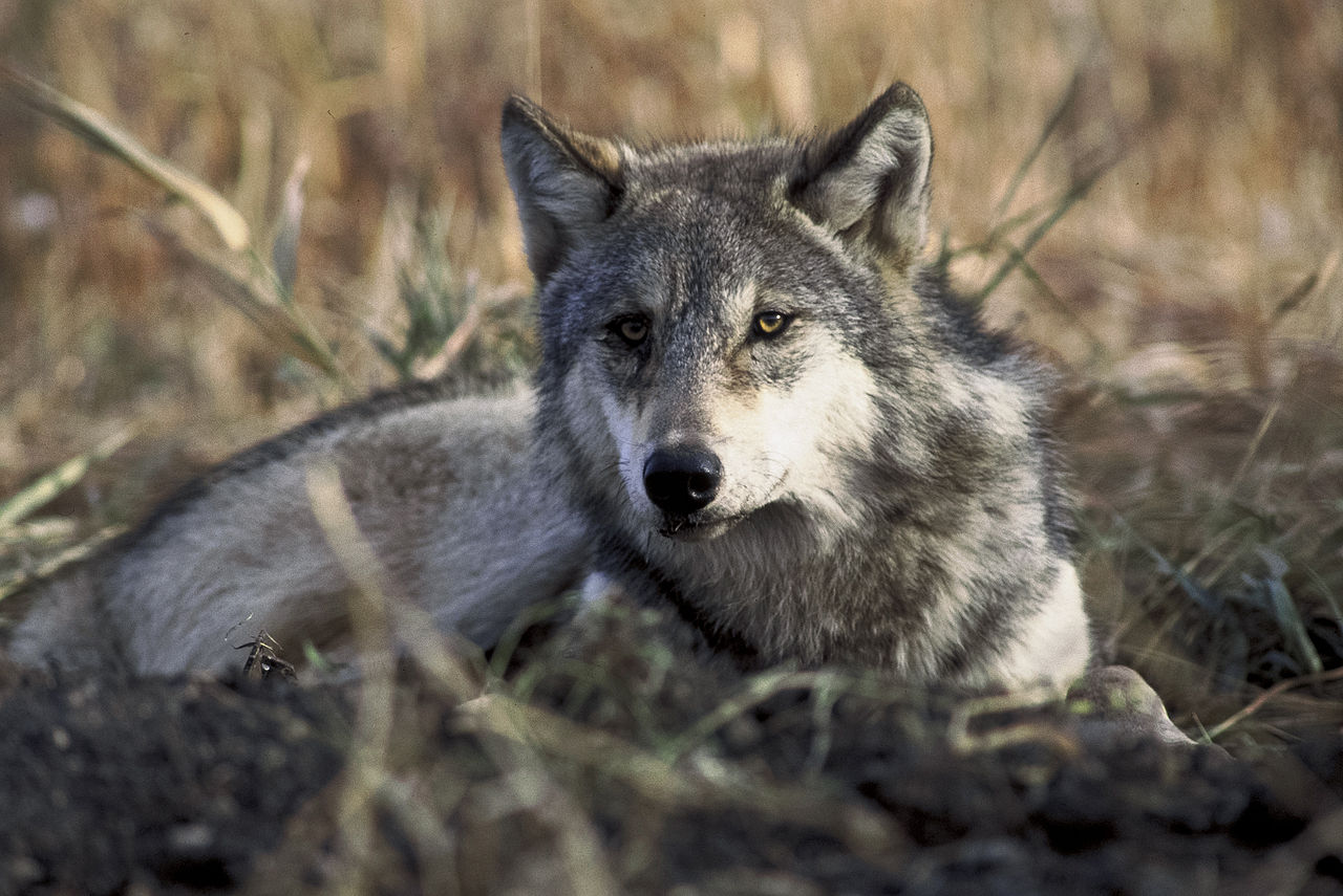 Free download wallpaper Wolf, Animal on your PC desktop