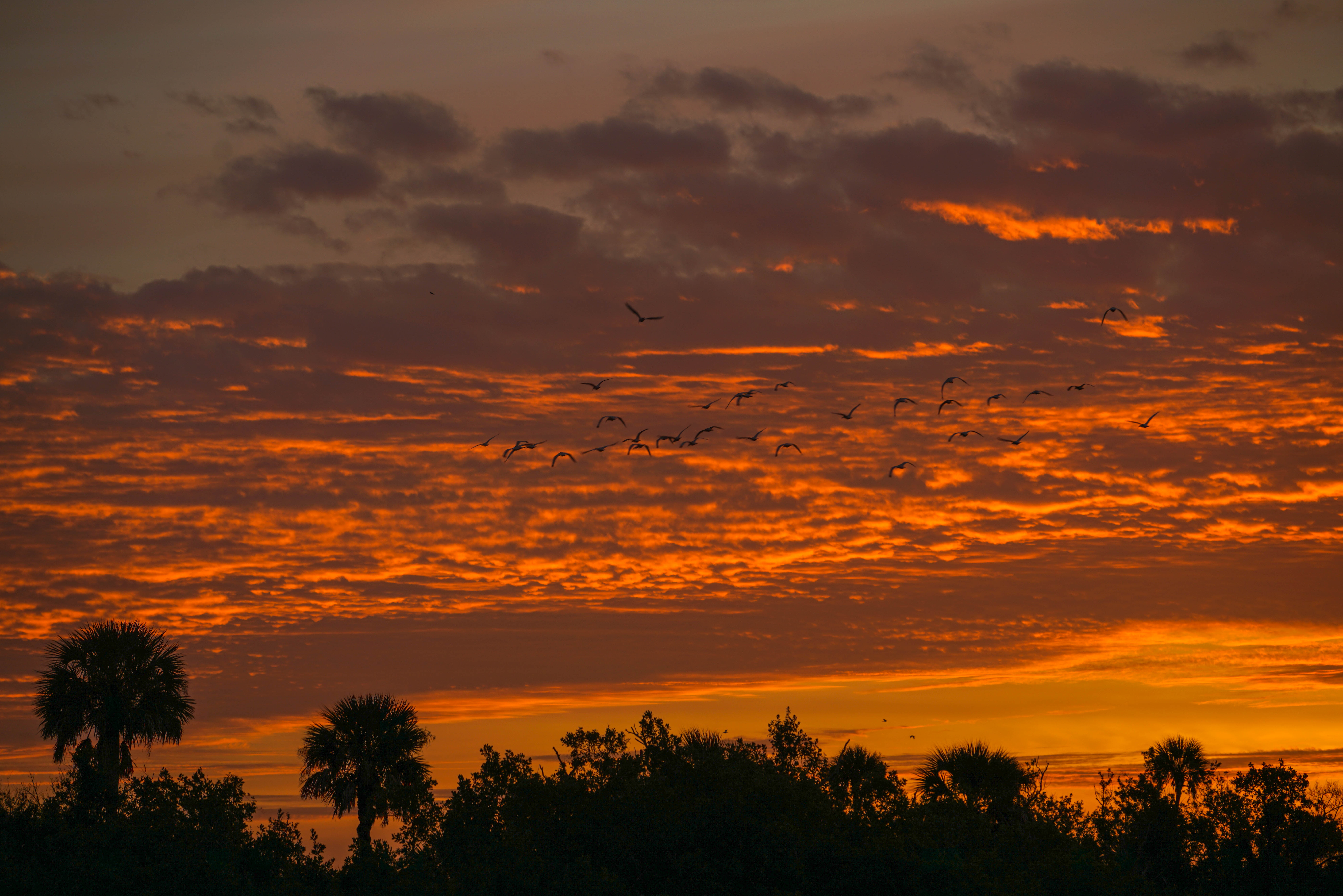 Laden Sie das Natur, Sunset, Sky, Silhouette, Palms-Bild kostenlos auf Ihren PC-Desktop herunter