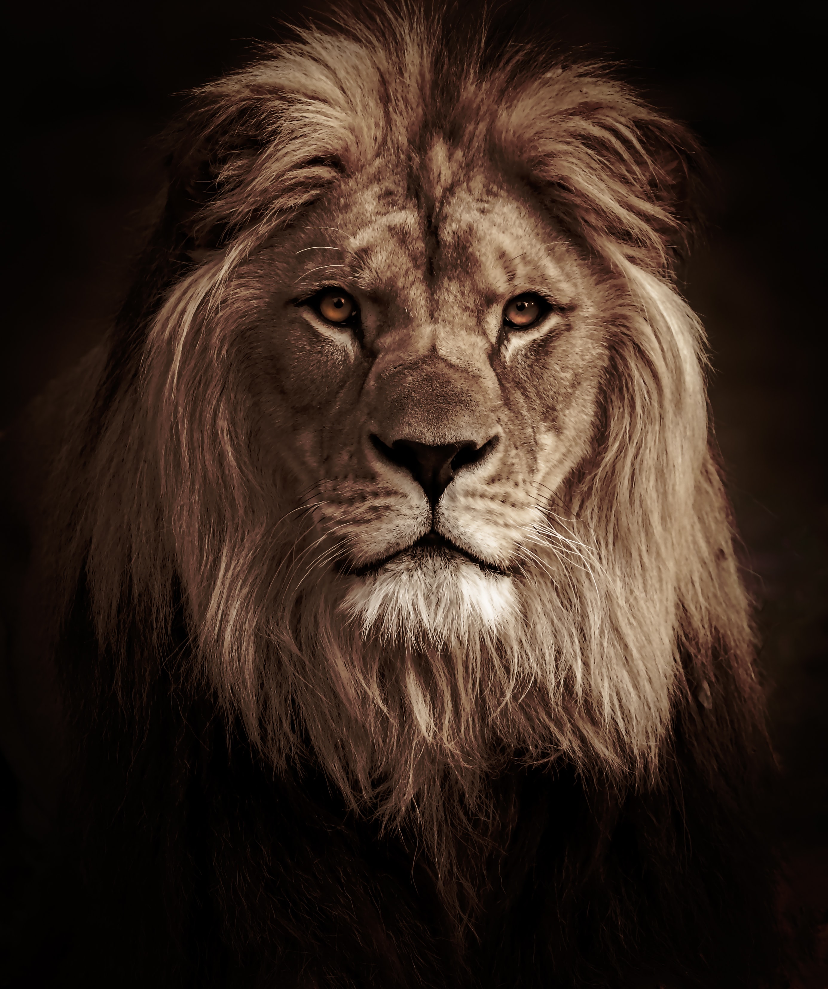 55431 baixar papel de parede leão, animais, um leão, predator, predador, gato grande, animal - protetores de tela e imagens gratuitamente