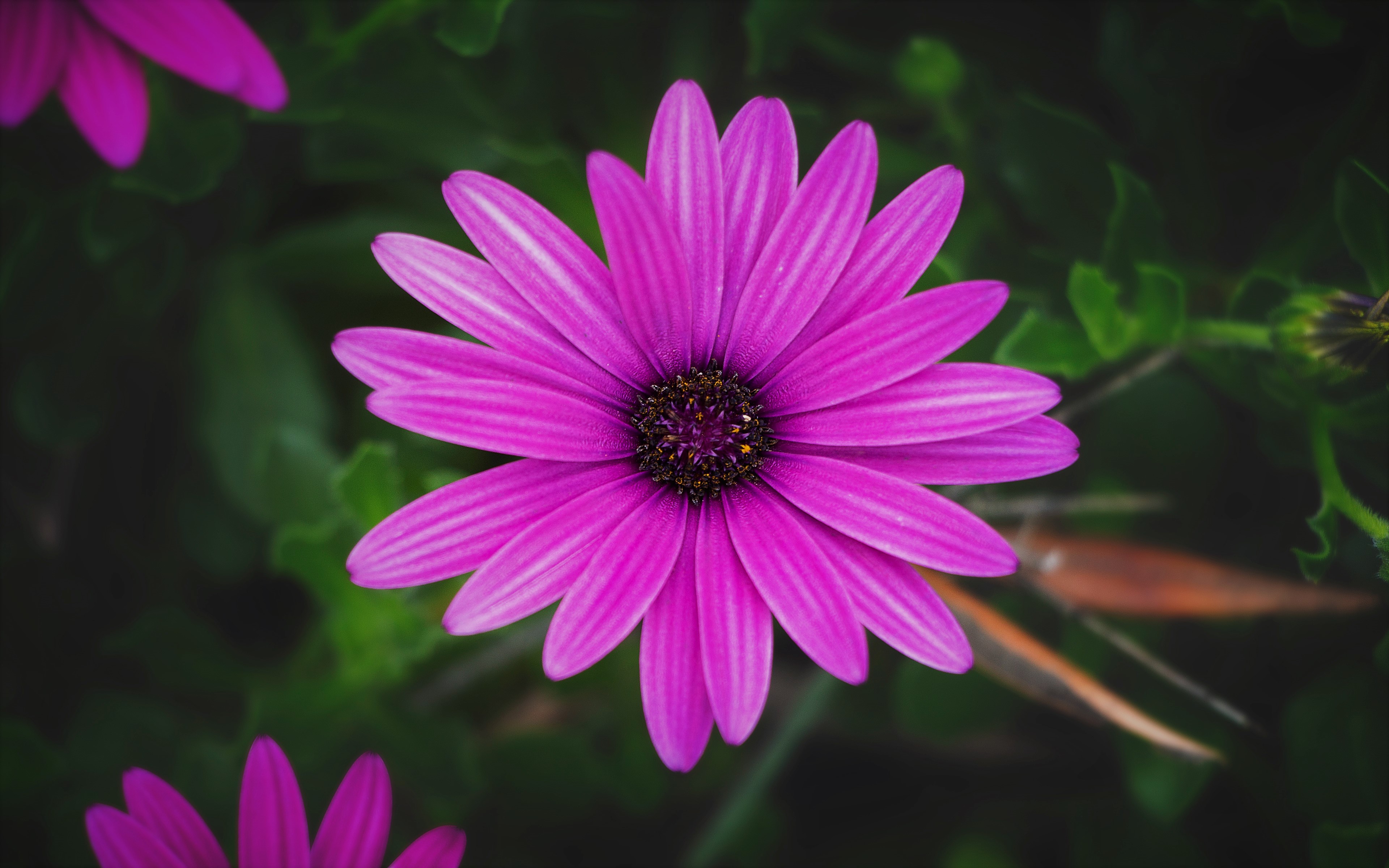 886007 скачать картинку фиолетовый цветок, земля/природа, африканская ромашка, ромашка, цветок - обои и заставки бесплатно