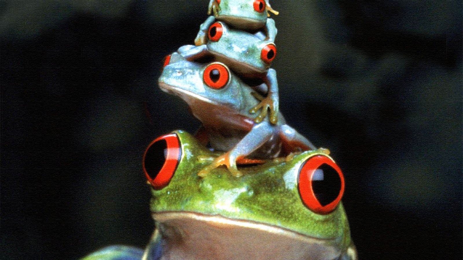 310352 descargar fondo de pantalla animales, rana verde de ojos rojos, rana, ranas: protectores de pantalla e imágenes gratis