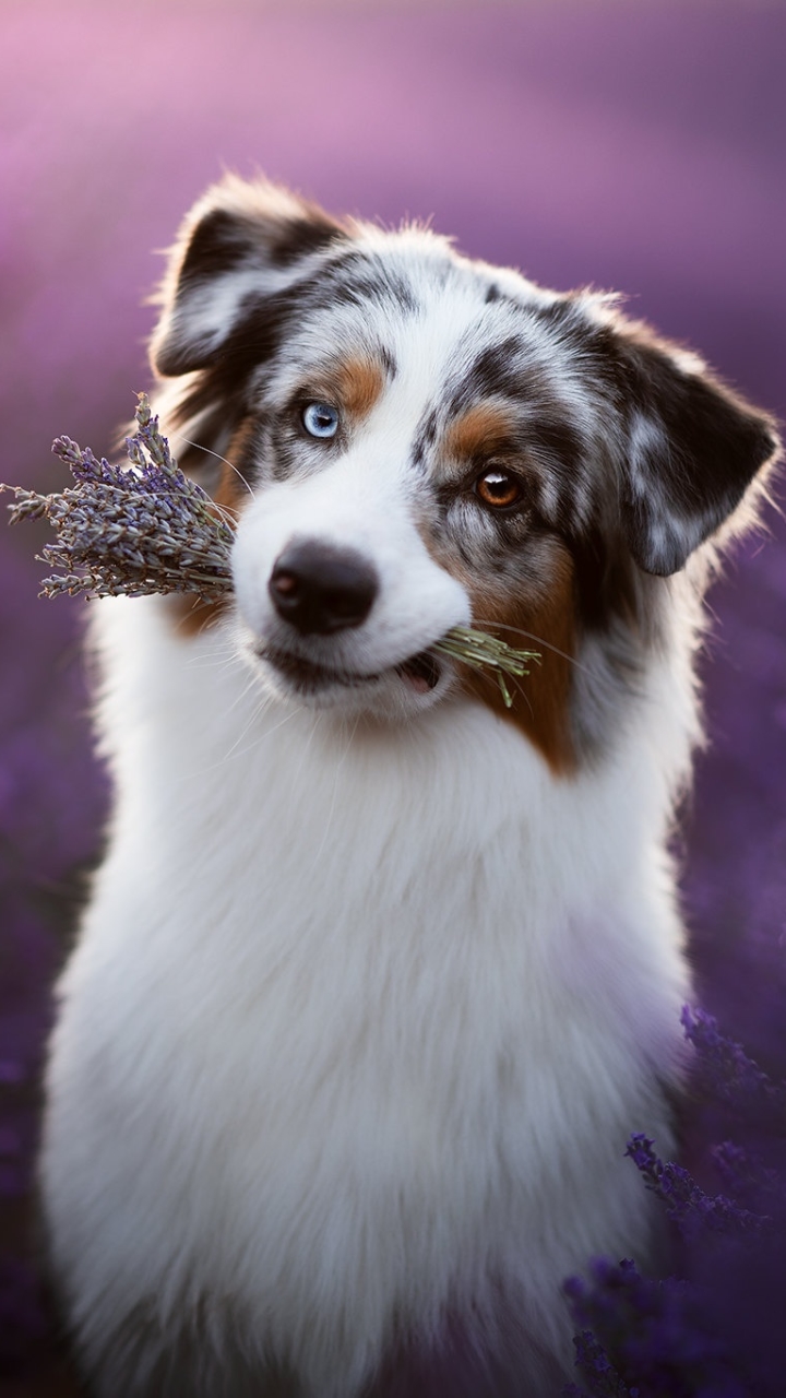 Download mobile wallpaper Dogs, Dog, Animal, Australian Shepherd, Lavender, Purple Flower for free.