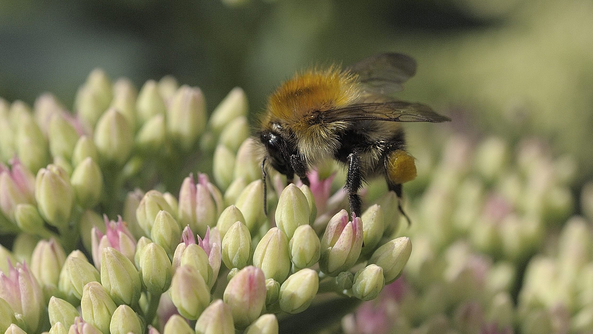 Скачать картинку Пчела, Насекомые, Крупный План, Животные, Природа в телефон бесплатно.