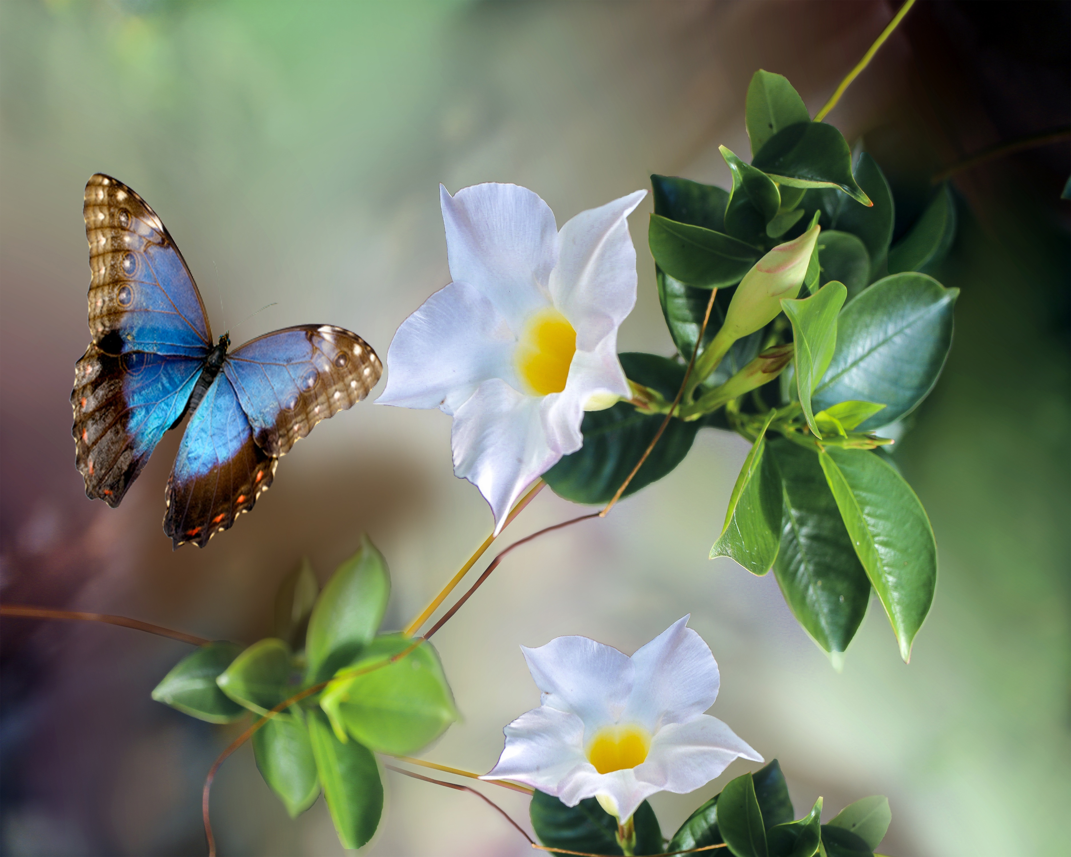 Téléchargez gratuitement l'image Animaux, Fleur, Papillon sur le bureau de votre PC
