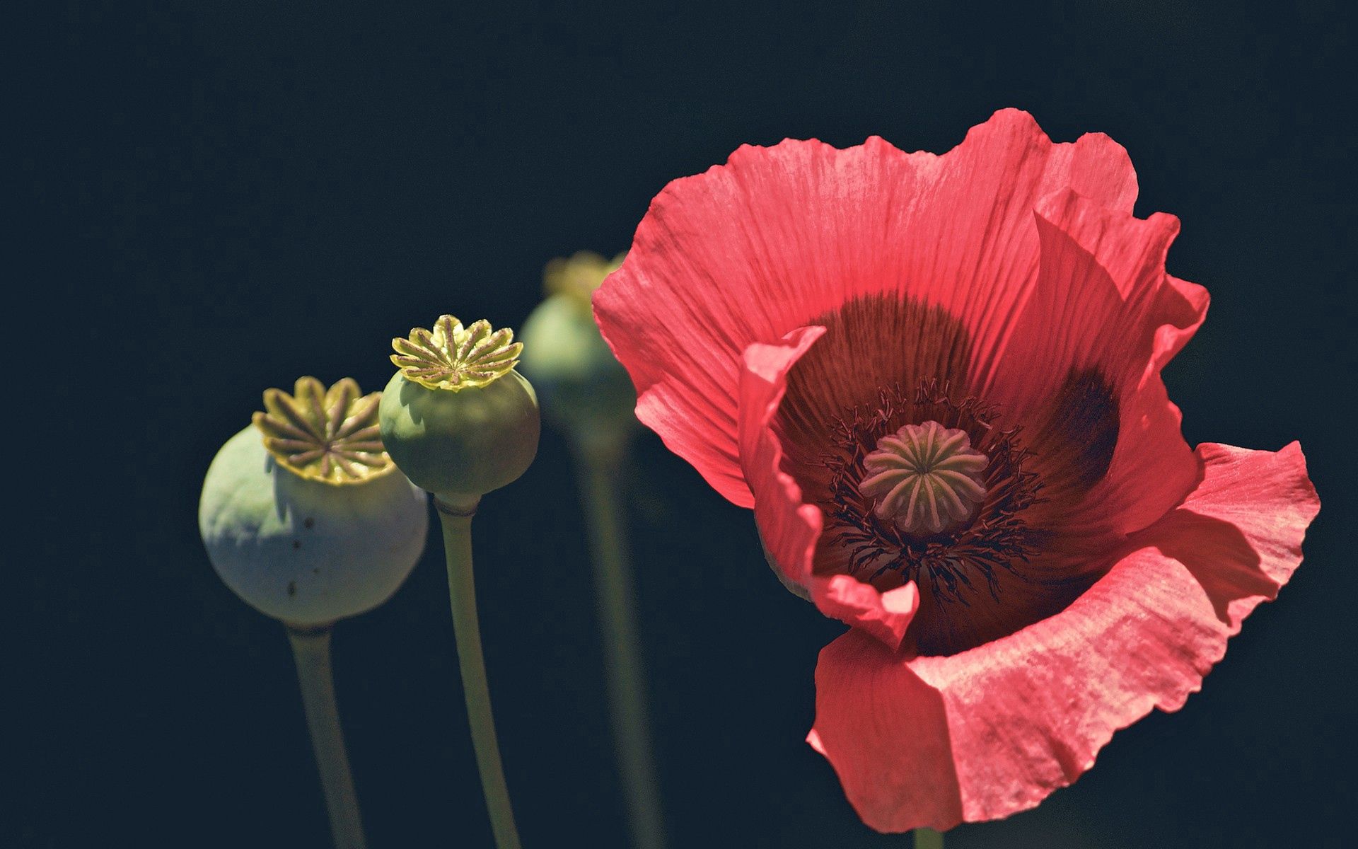 Free download wallpaper Macro, Poppy, Flower, Petals on your PC desktop