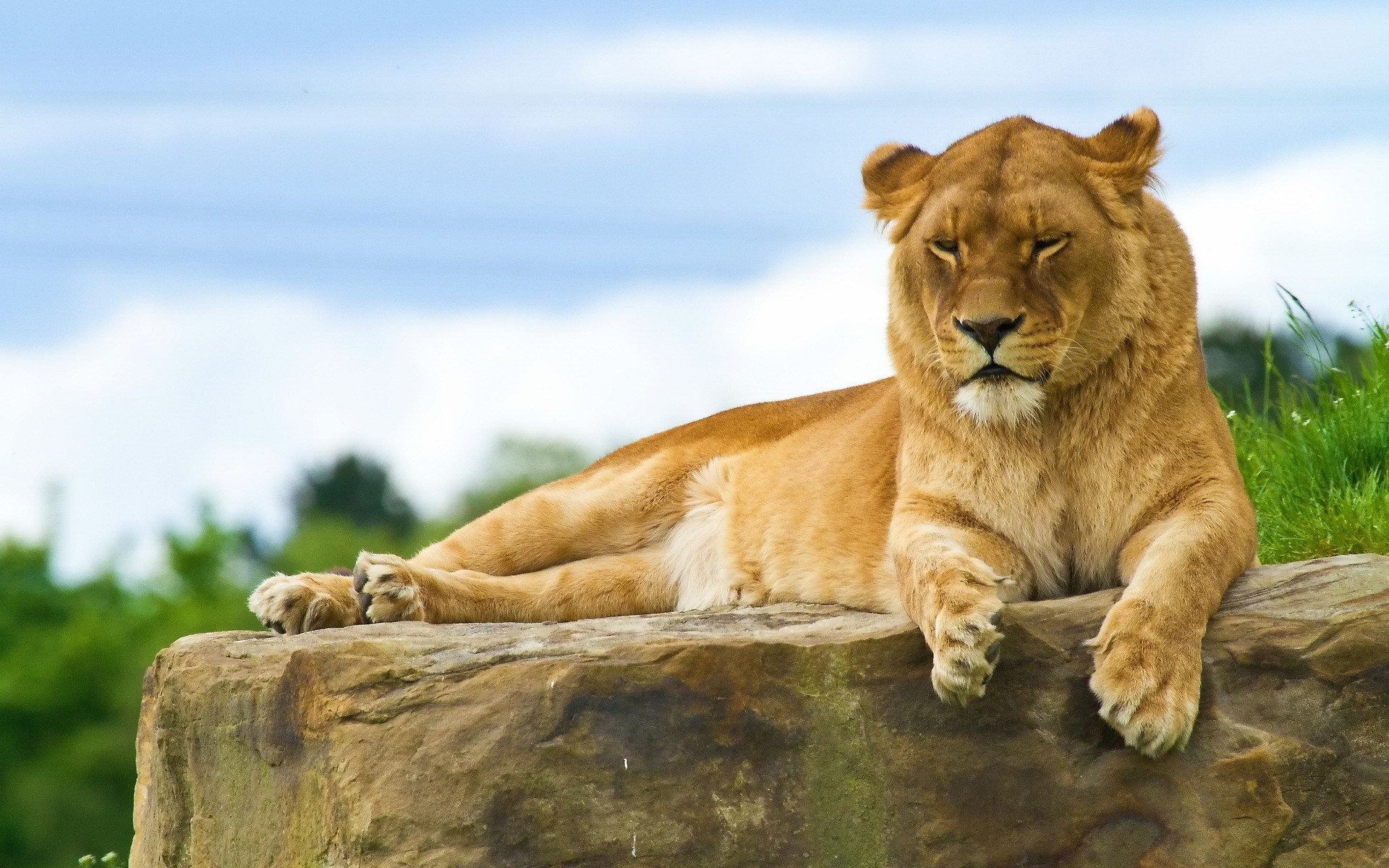 Free download wallpaper Lion, Animal on your PC desktop