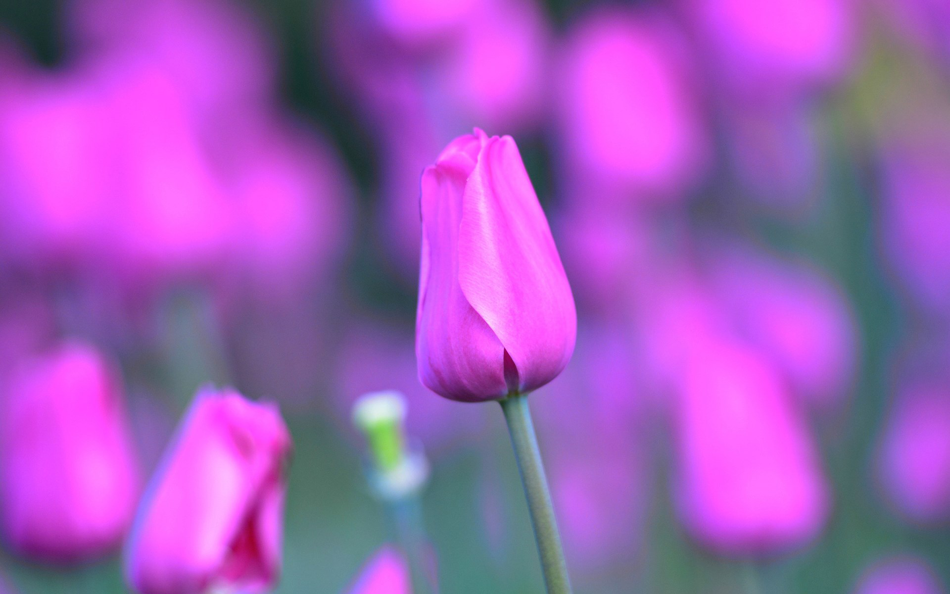 Download mobile wallpaper Purple Flower, Tulip, Flowers, Nature, Flower, Earth for free.