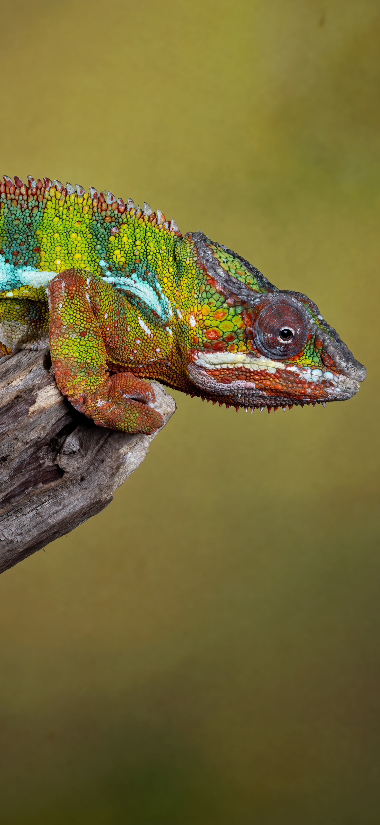 Free download wallpaper Chameleon, Lizard, Reptiles, Animal on your PC desktop