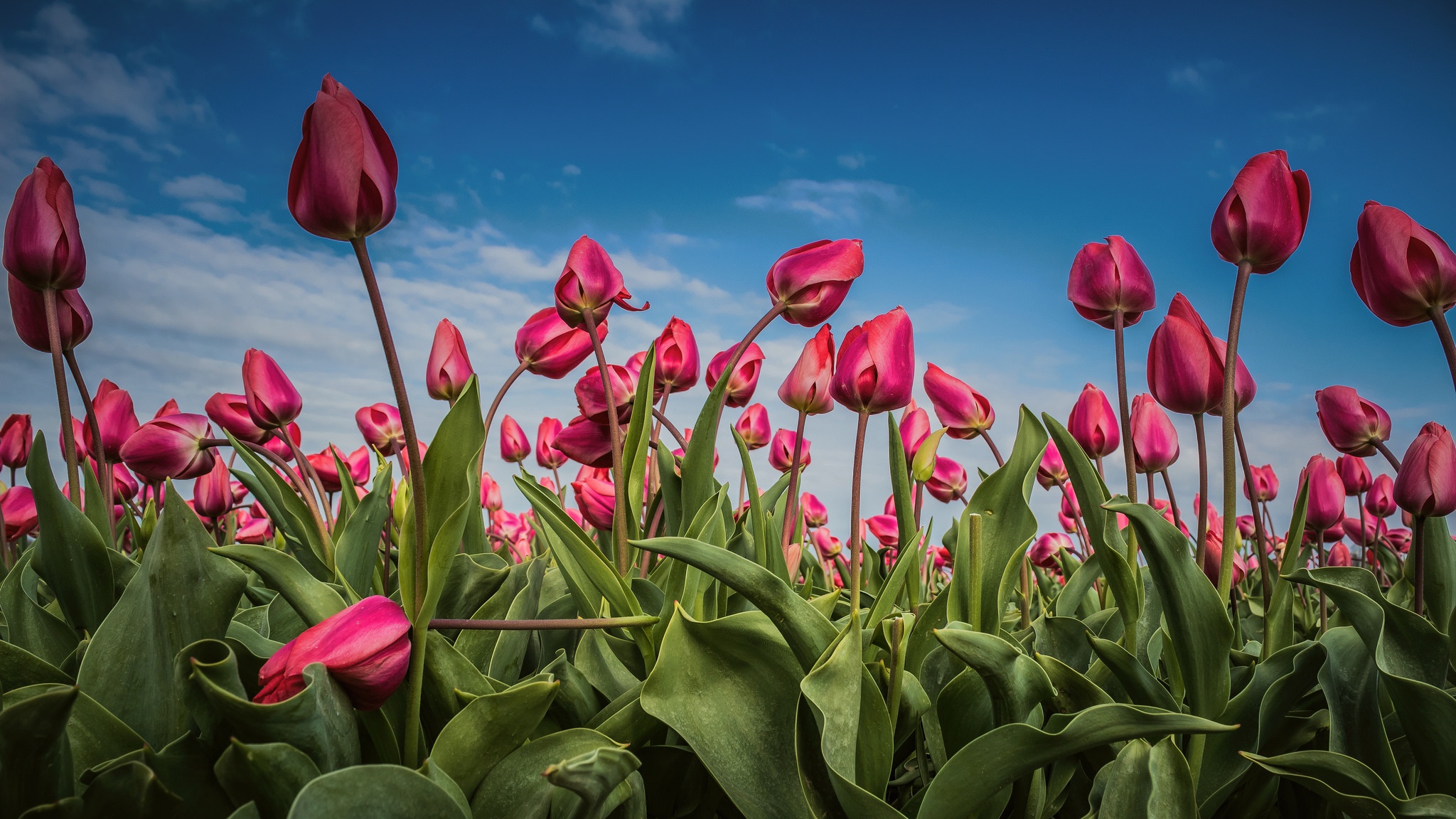 Free download wallpaper Nature, Flowers, Summer, Flower, Earth, Tulip, Pink Flower on your PC desktop