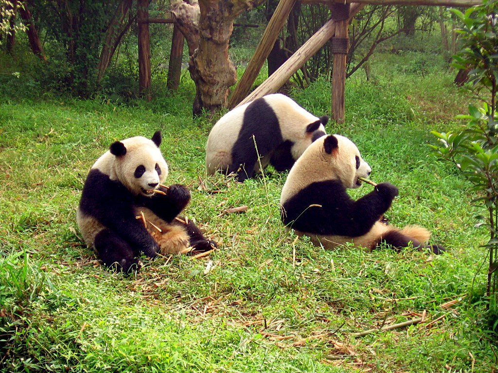 1515654 скачать картинку животные, панда - обои и заставки бесплатно
