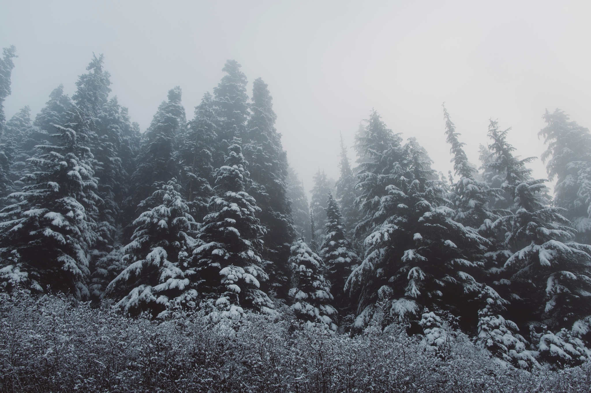 Laden Sie das Winter, Natur, Schnee, Wald, Baum, Erde/natur-Bild kostenlos auf Ihren PC-Desktop herunter