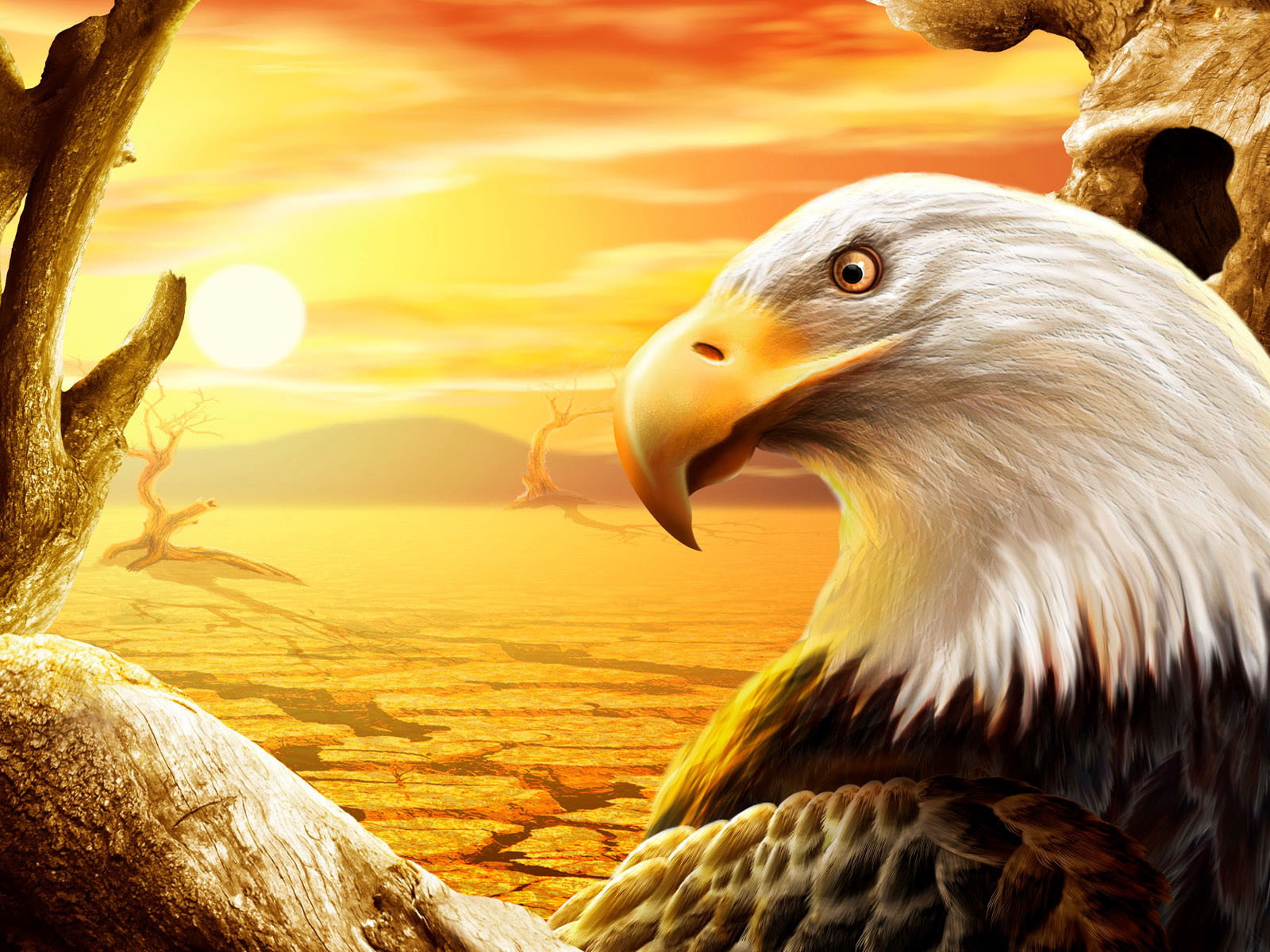 Скачать обои бесплатно Белоголовый Орлан, Орел, Птицы, Животные картинка на рабочий стол ПК