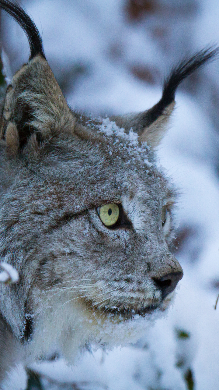 Descarga gratuita de fondo de pantalla para móvil de Animales, Gatos, Lince.