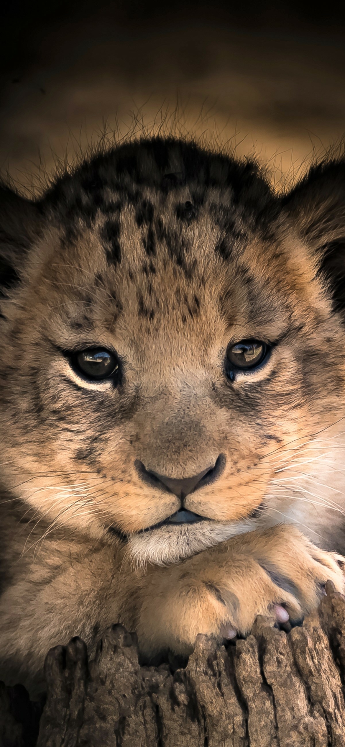 Download mobile wallpaper Cats, Lion, Animal, Cute, Baby Animal, Cub for free.