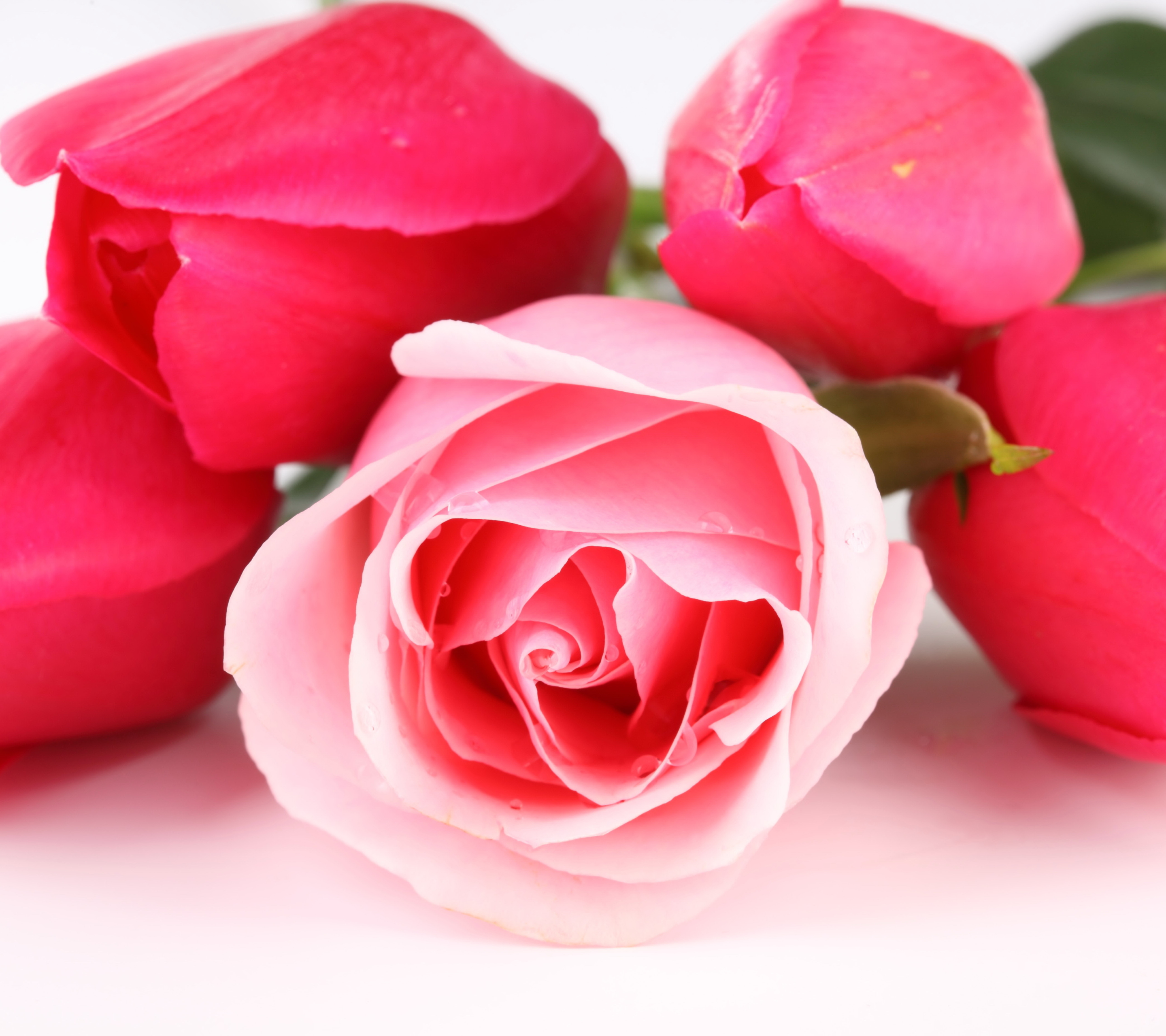 Скачать картинку Цветок, Роза, Тюльпан, Земля/природа, Розовый Цветок, Флауэрсы в телефон бесплатно.