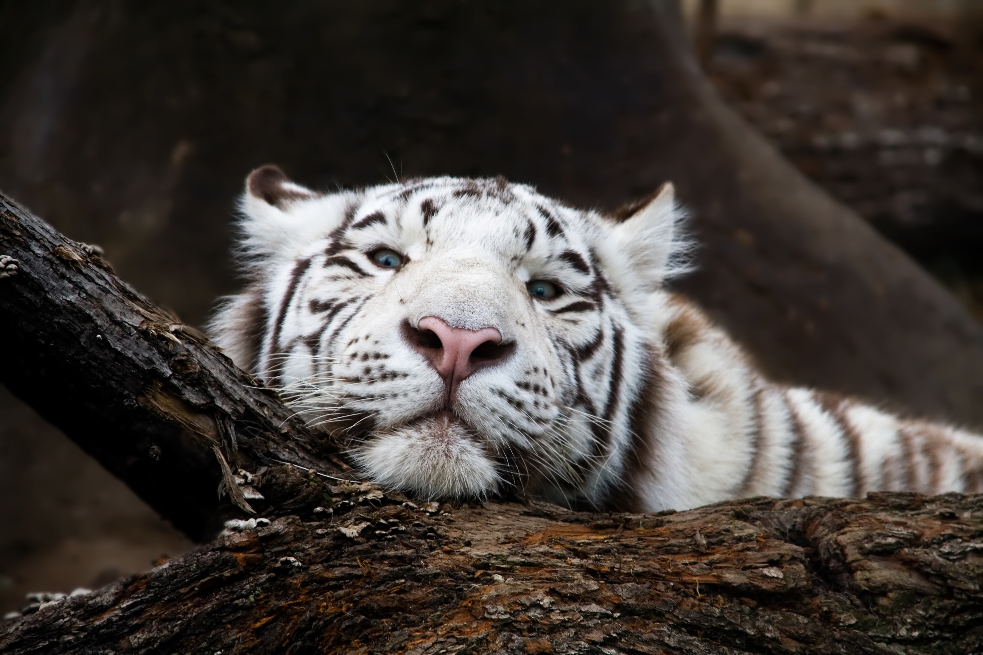 Handy-Wallpaper Tiere, Katzen, Weißer Tiger, Starren kostenlos herunterladen.