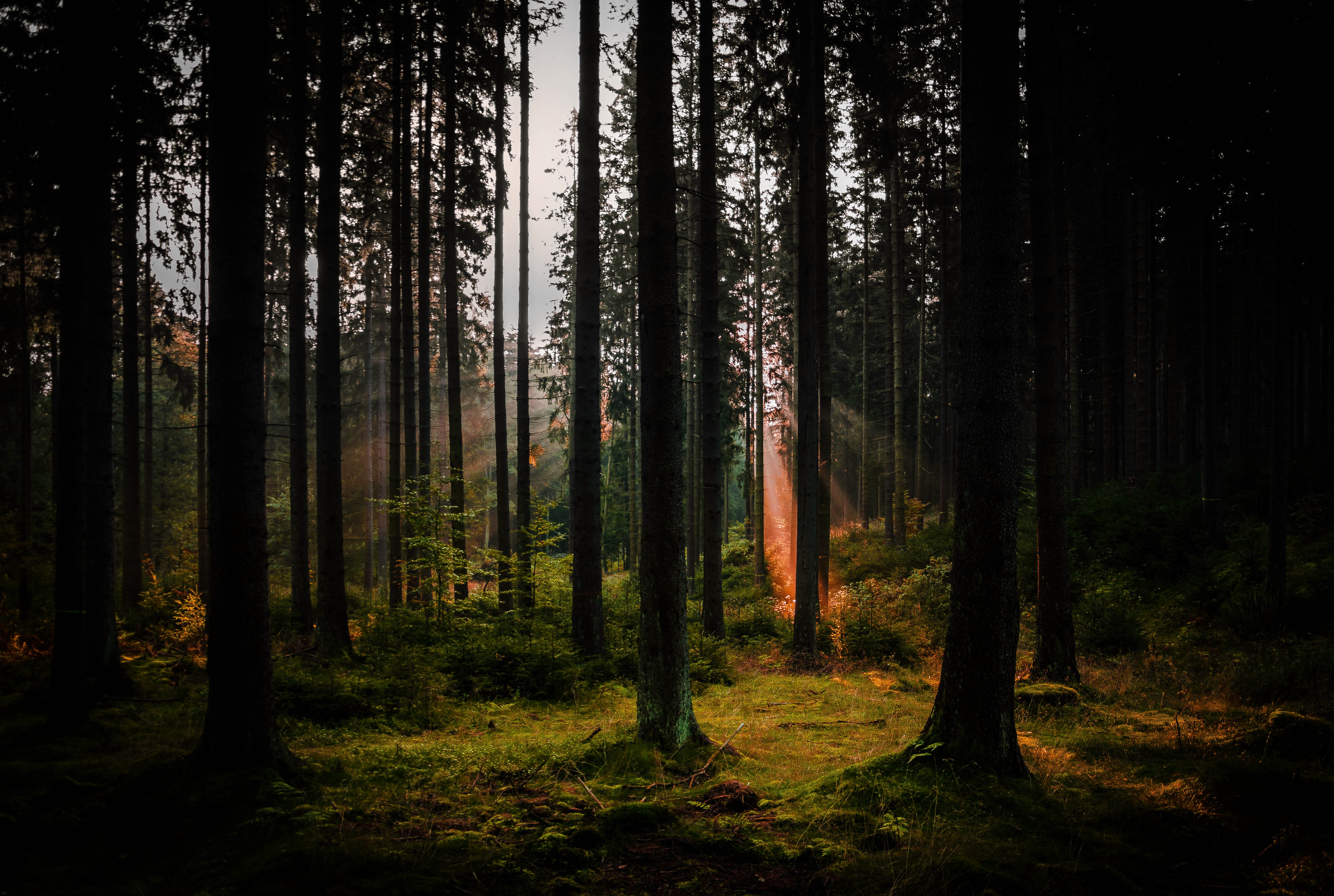 Free download wallpaper Nature, Forest, Tree, Earth, Sunbeam on your PC desktop