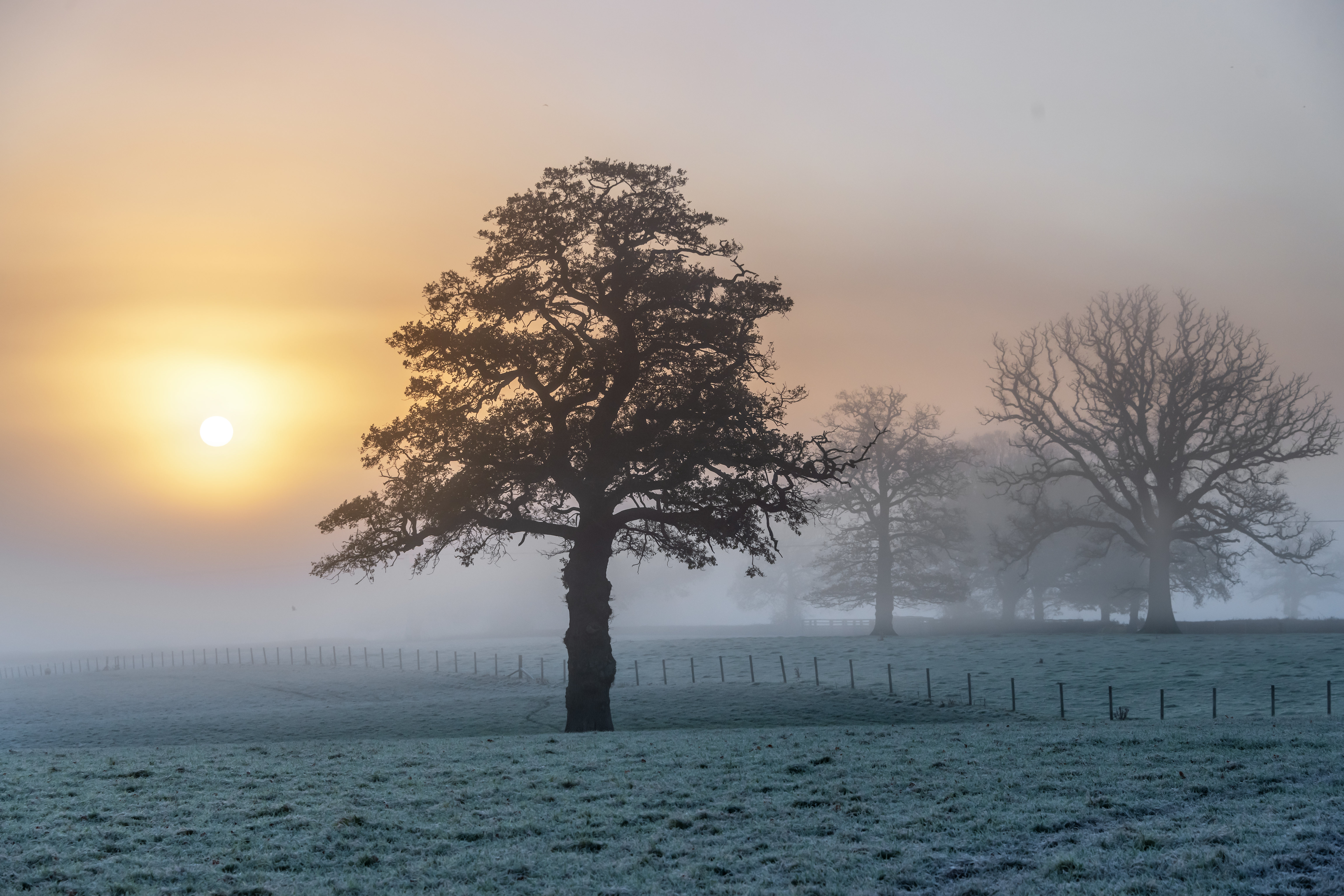 Laden Sie das Sunset, Holz, Baum, Nebel, Natur-Bild kostenlos auf Ihren PC-Desktop herunter