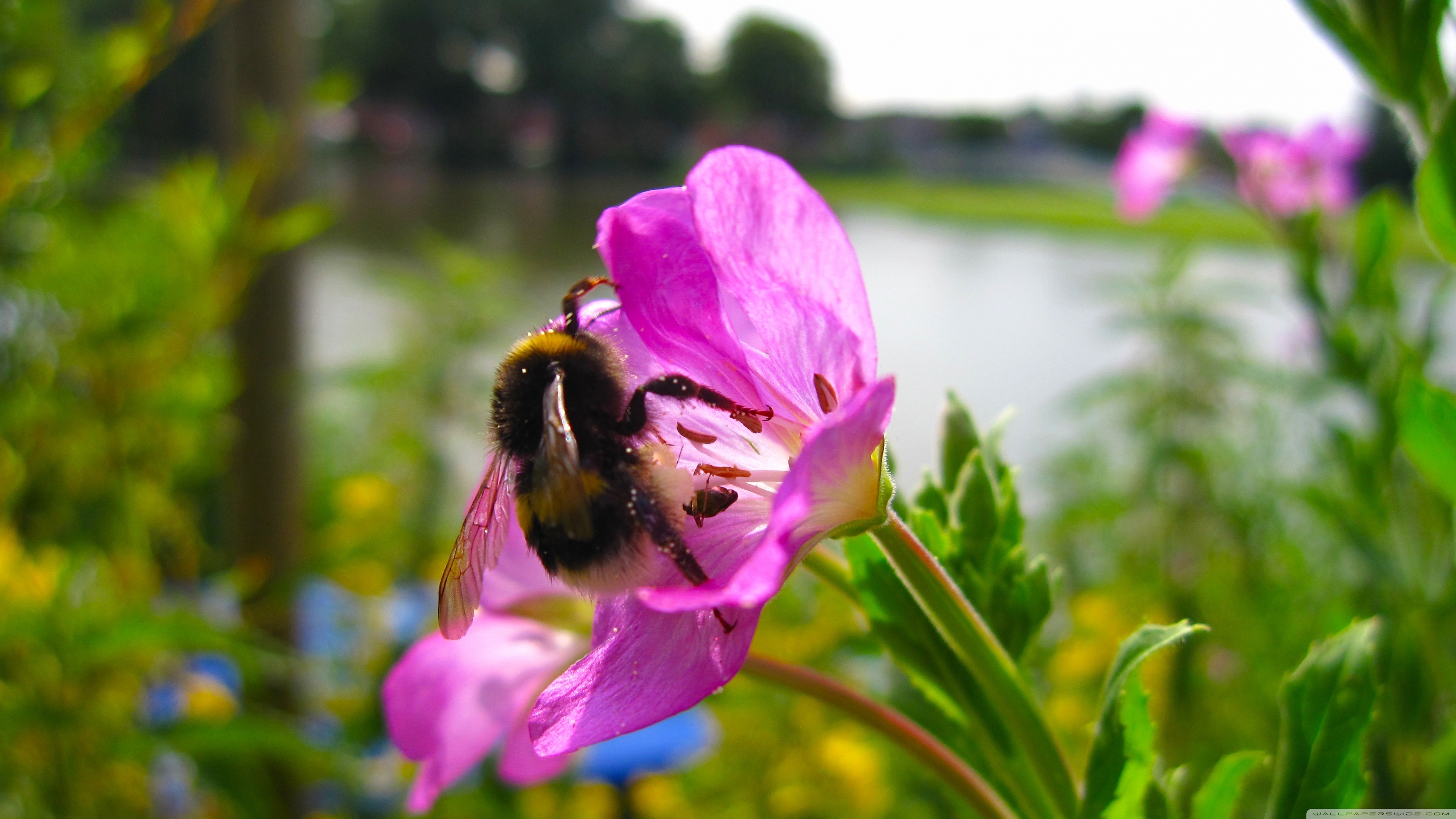 299496 descargar fondo de pantalla animales, abeja, insectos: protectores de pantalla e imágenes gratis
