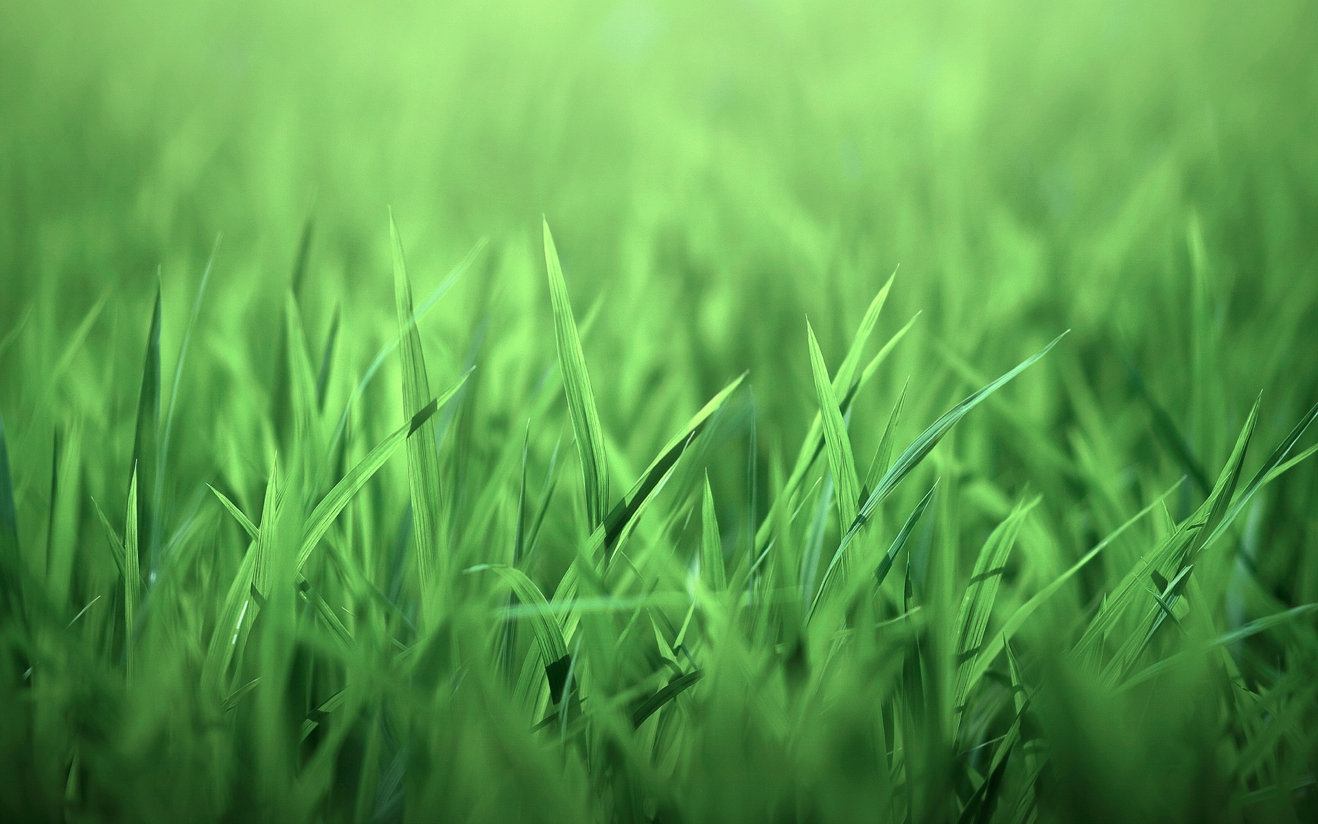 Free download wallpaper Plants, Grass, Background on your PC desktop
