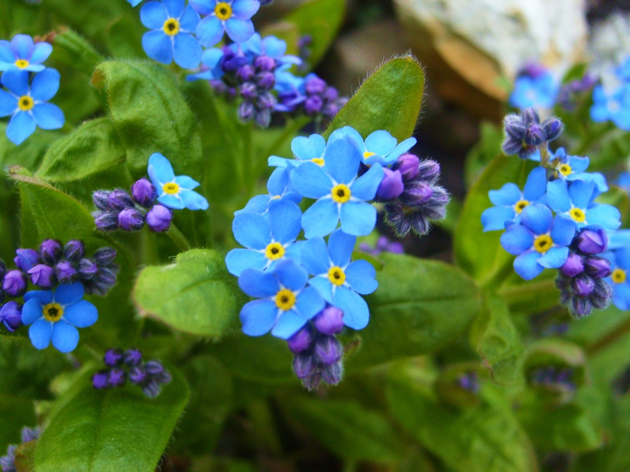 Descarga gratuita de fondo de pantalla para móvil de Flores, Flor, Nomeolvides, Tierra/naturaleza, Flor Azul.