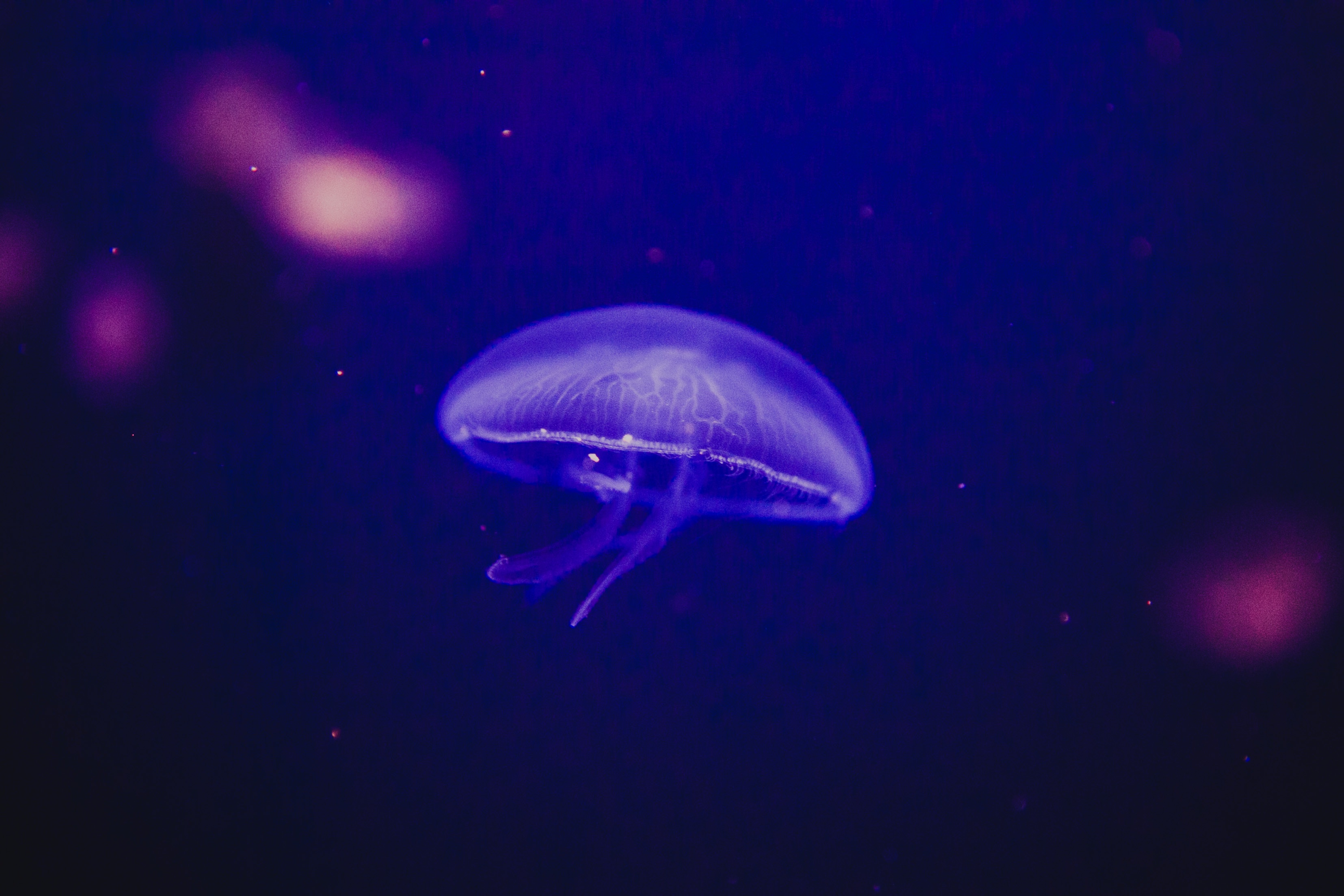 112749 baixar imagens animais, brilho, brilhar, mundo subaquático, medusa, fósforo - papéis de parede e protetores de tela gratuitamente