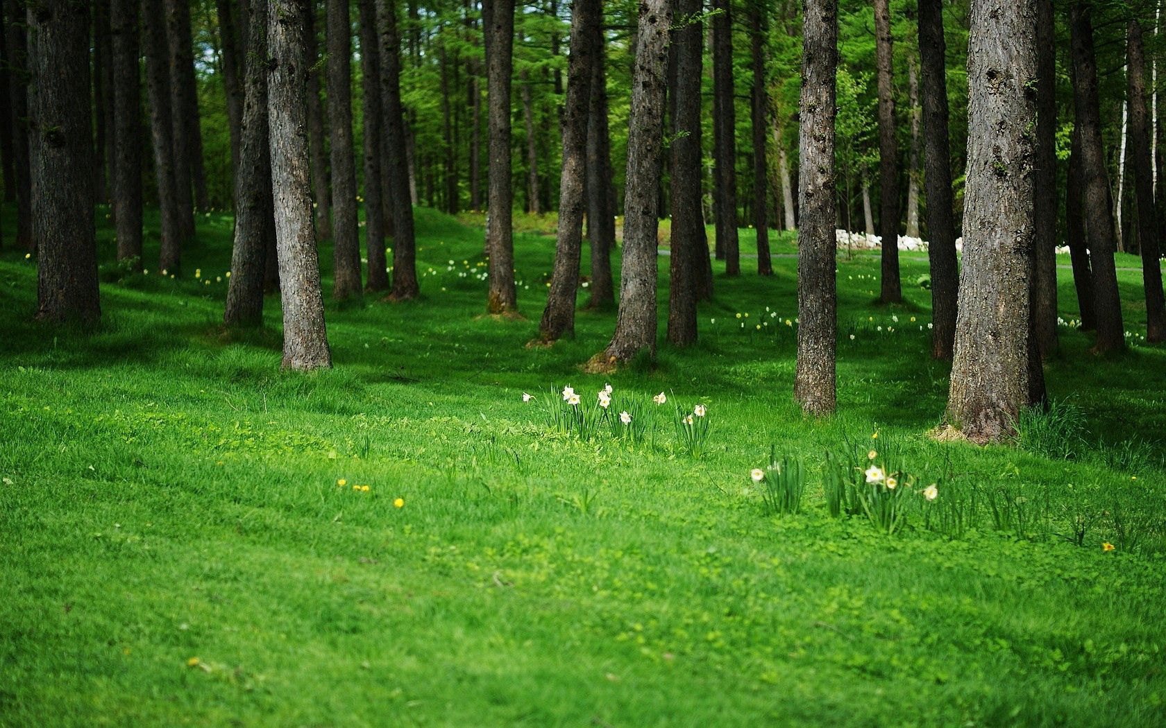 Free download wallpaper Trees, Grass, Nature, Forest on your PC desktop