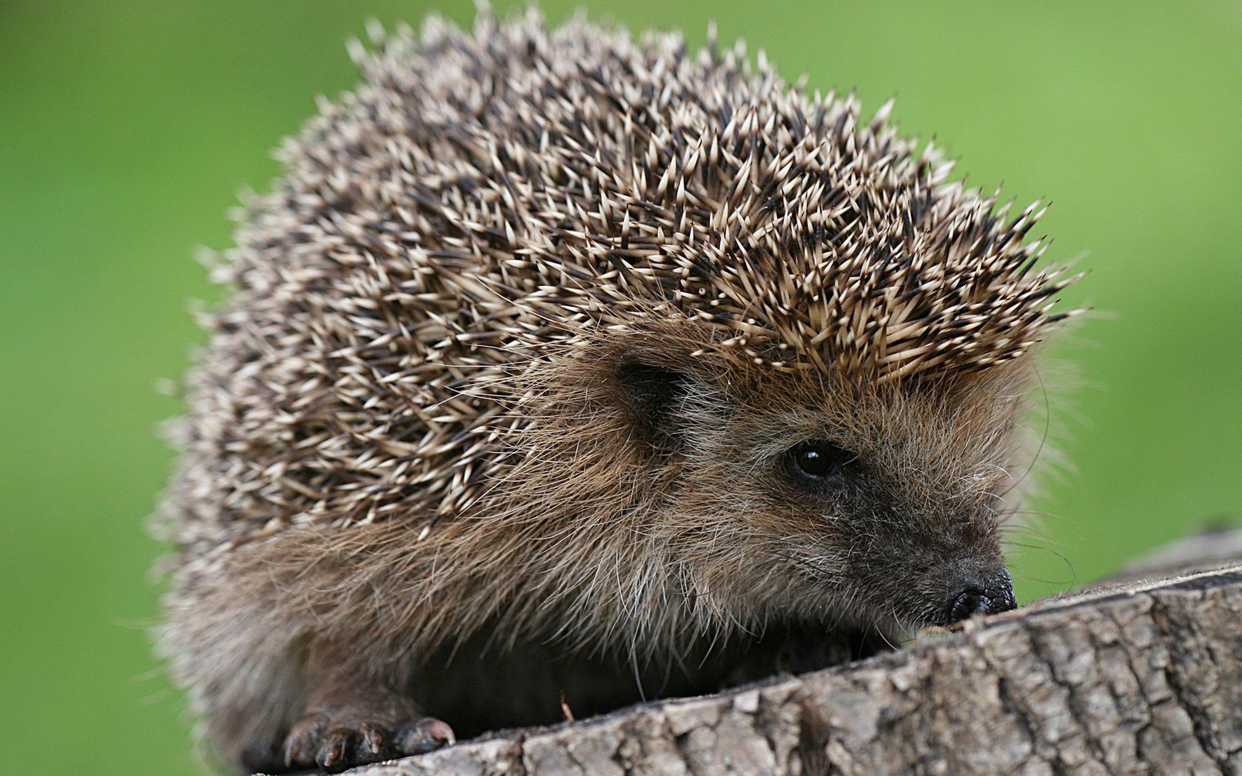 animals, thorns, prickles, small, hedgehog iphone wallpaper