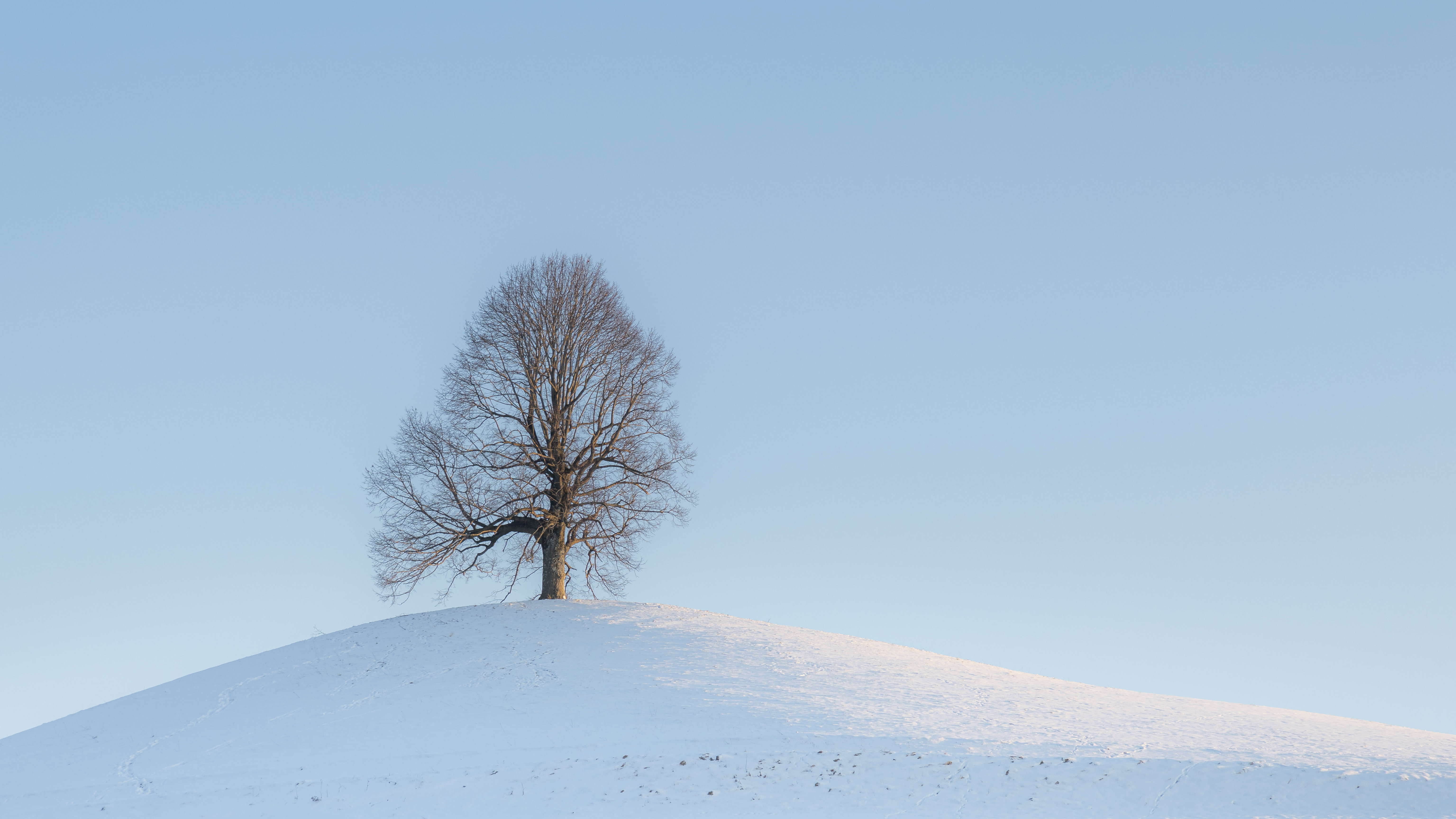 tree, landscape, winter, nature, snow, wood, hill for android