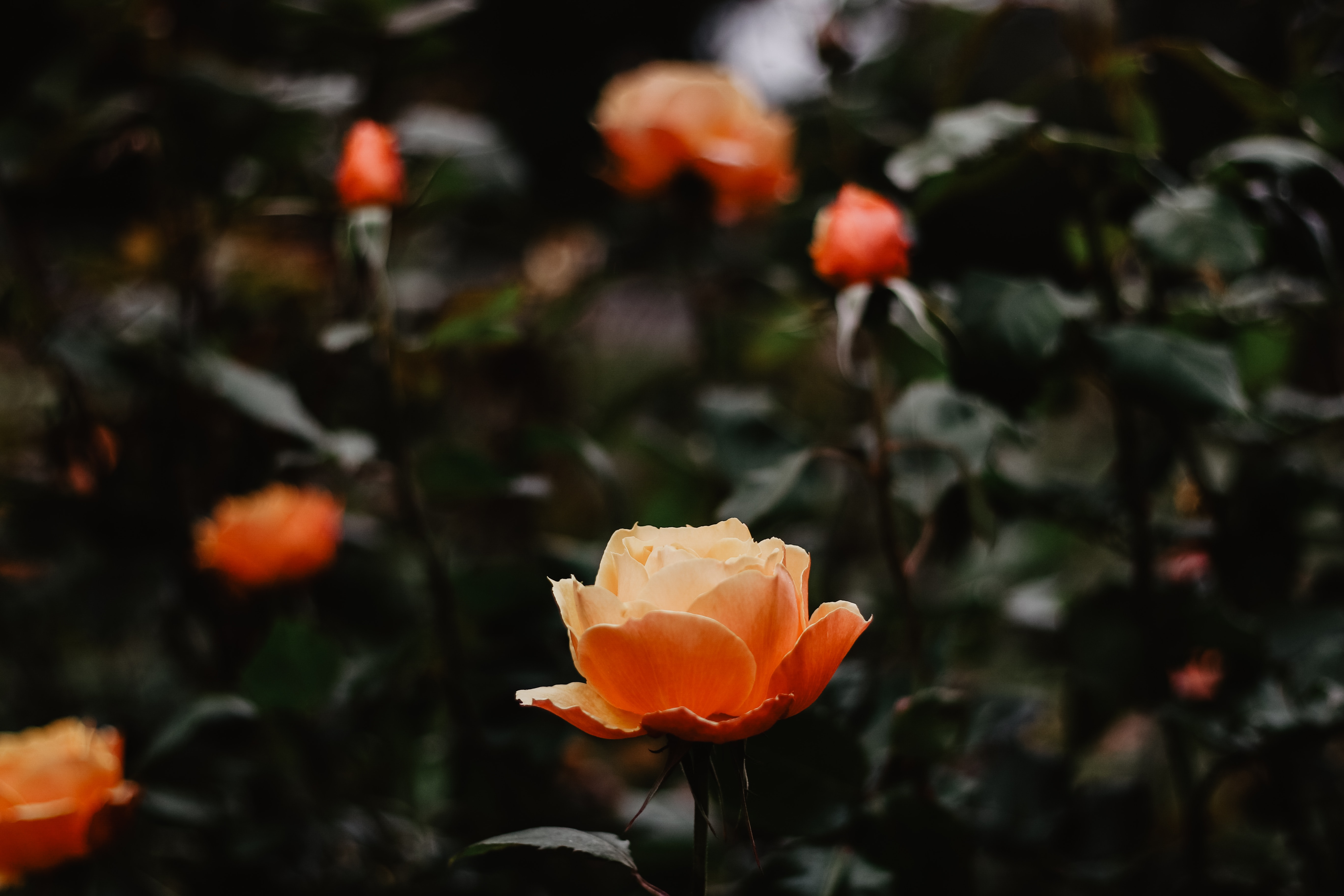 Laden Sie das Nahaufnahme, Rose, Blumen-Bild kostenlos auf Ihren PC-Desktop herunter