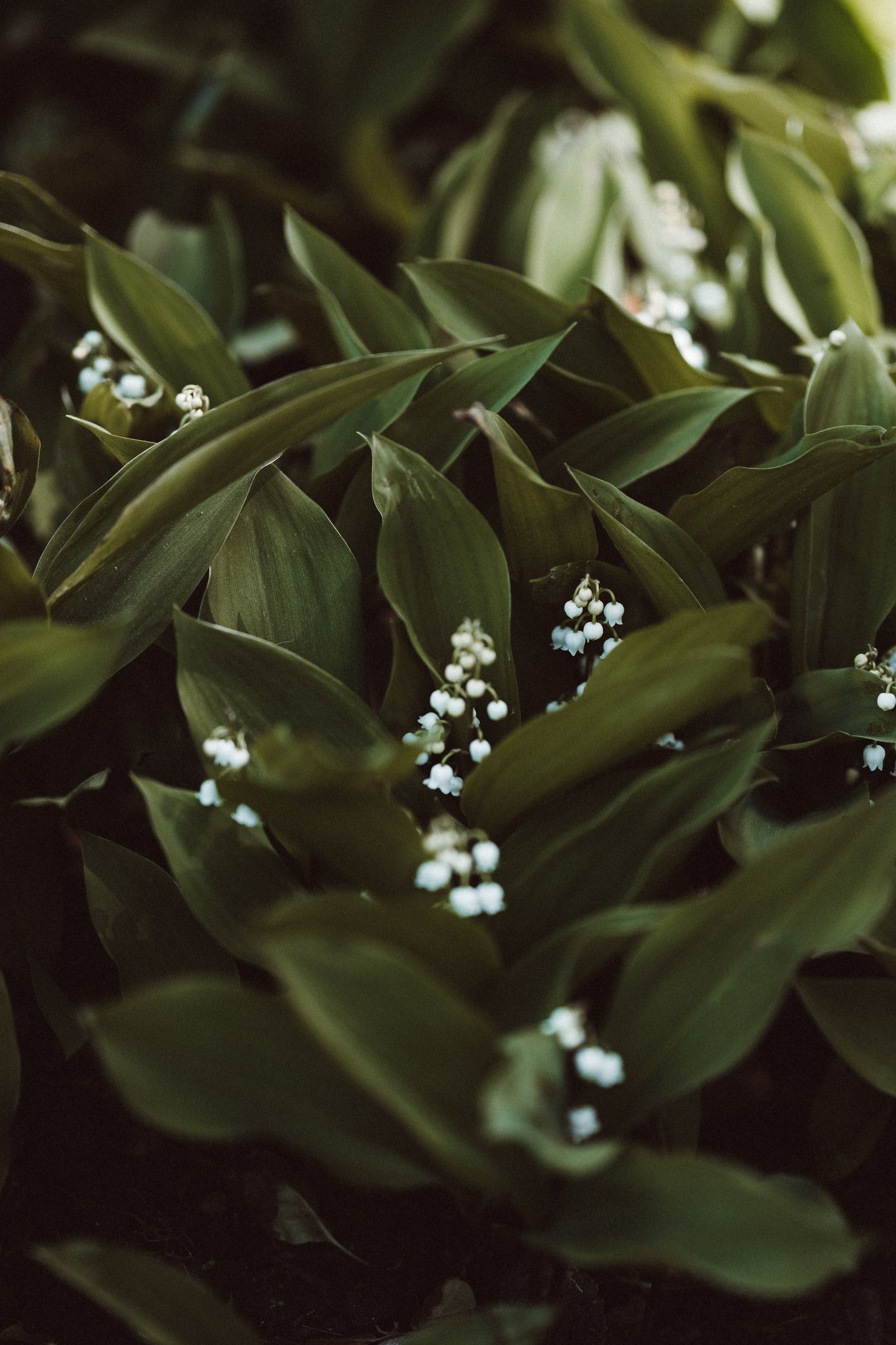 lily of the valley, flowers, white, plant, spring Full HD