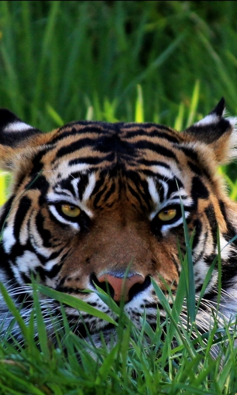 Descarga gratuita de fondo de pantalla para móvil de Animales, Gatos, Tigre.