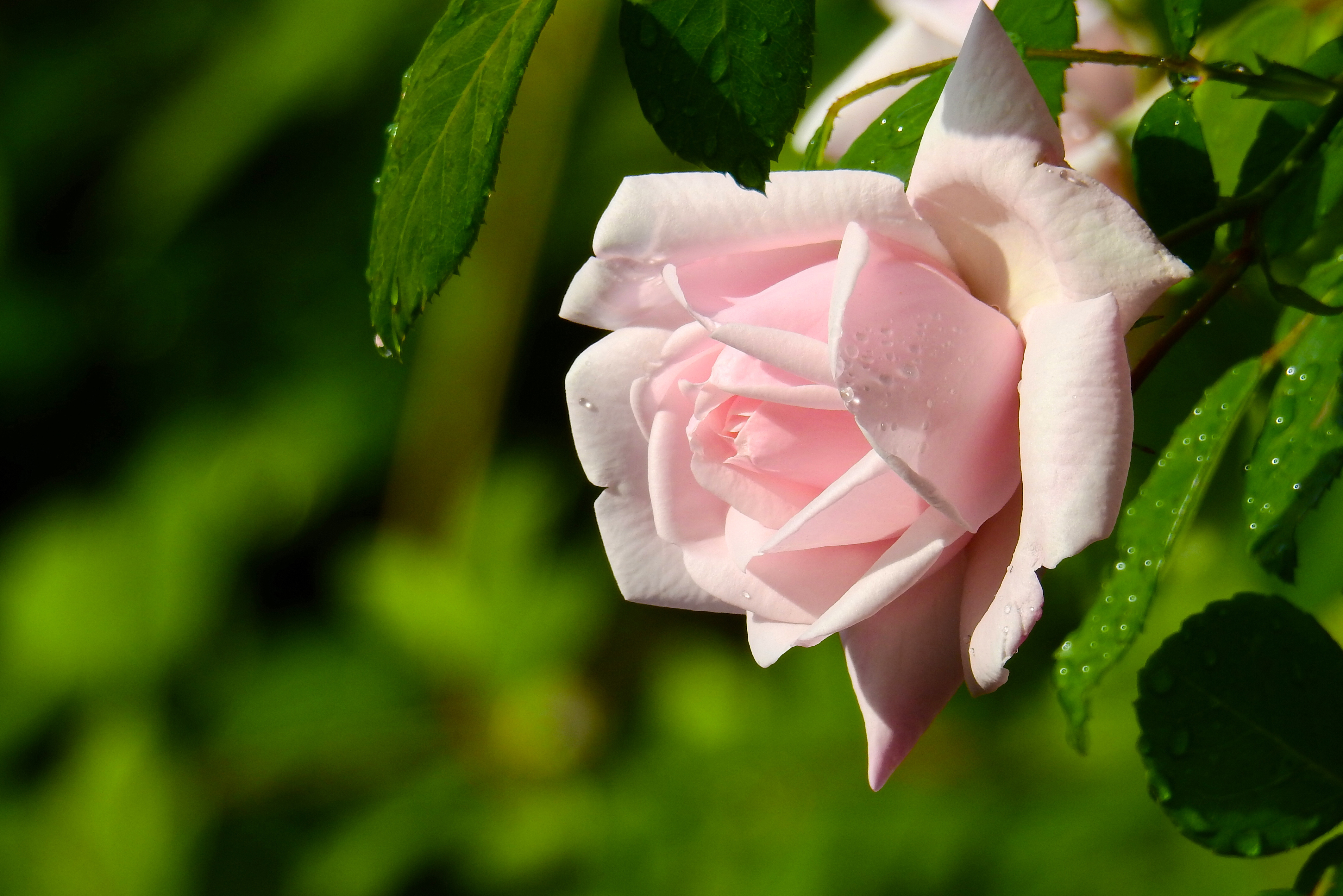 無料モバイル壁紙自然, フラワーズ, 花, 大きい, 薔薇, 地球, ピンクの花をダウンロードします。