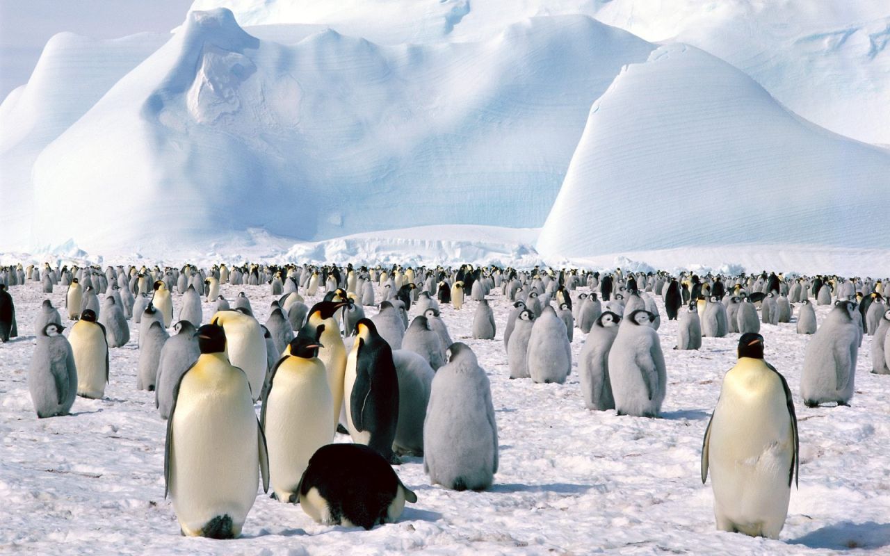 1467713 descargar fondo de pantalla animales, pingüino emperador: protectores de pantalla e imágenes gratis