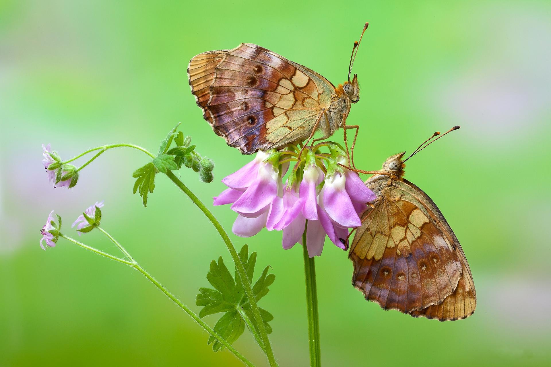 Free download wallpaper Flower, Macro, Insect, Butterfly, Animal on your PC desktop