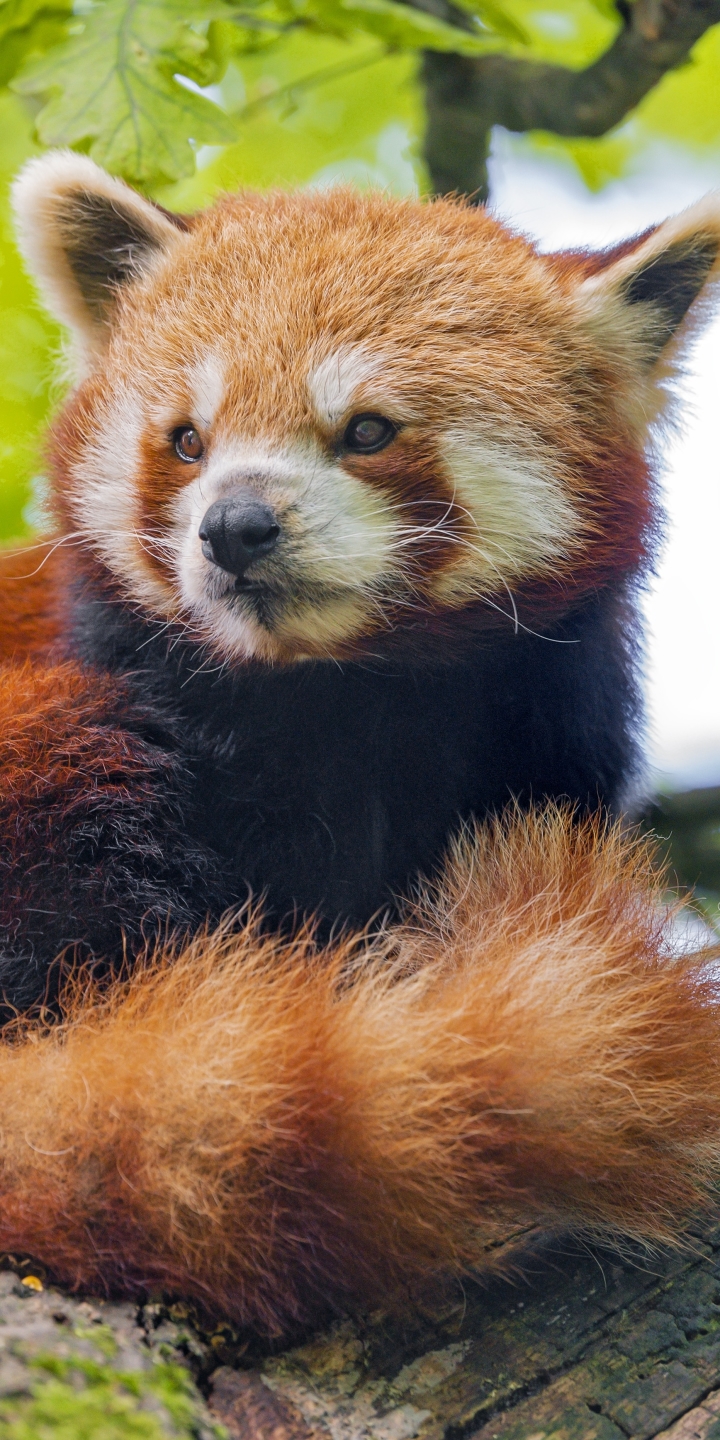 Descarga gratuita de fondo de pantalla para móvil de Animales, Panda Rojo.