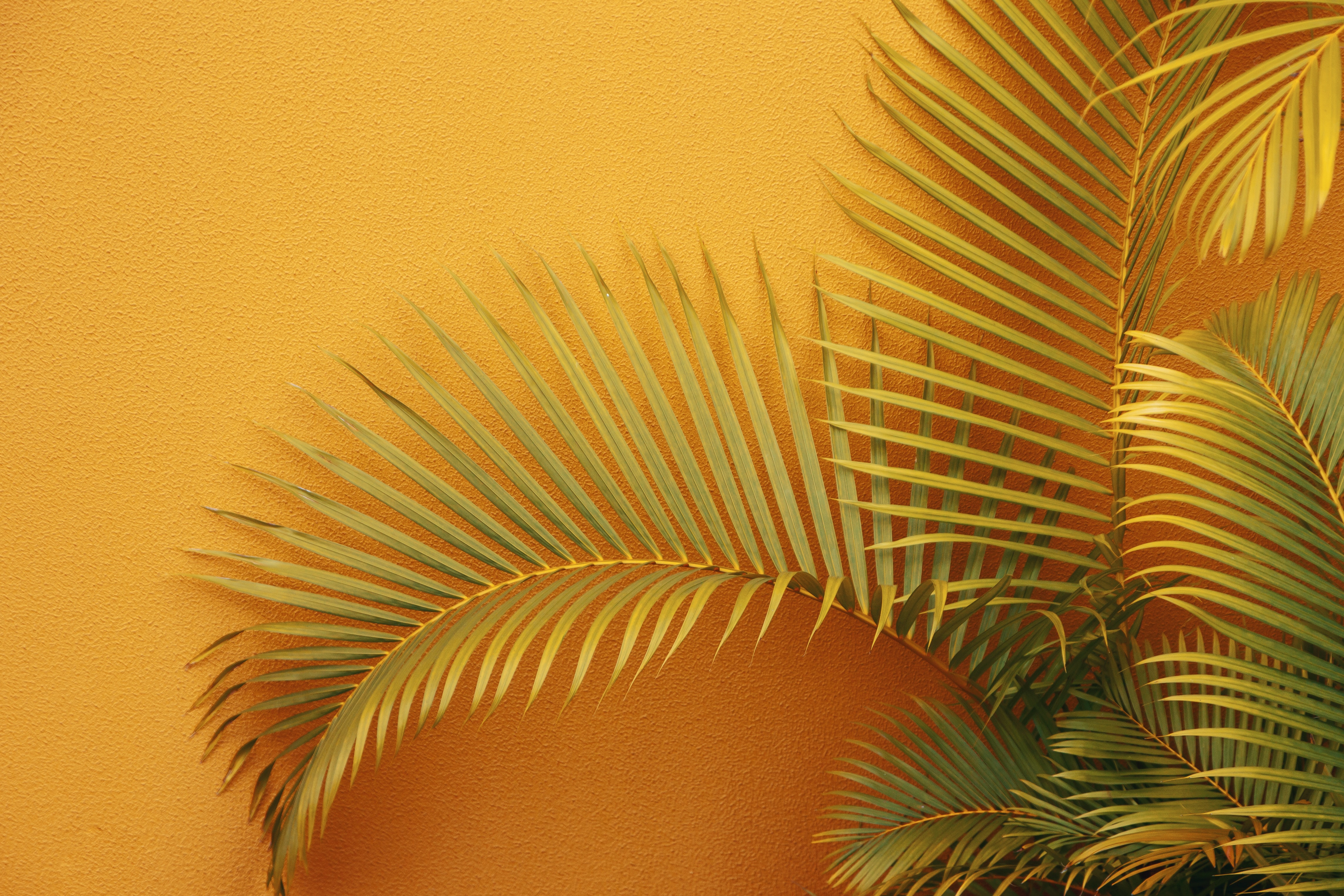 Download mobile wallpaper Miscellaneous, Branches, Miscellanea, Palm, Plant, Wall for free.