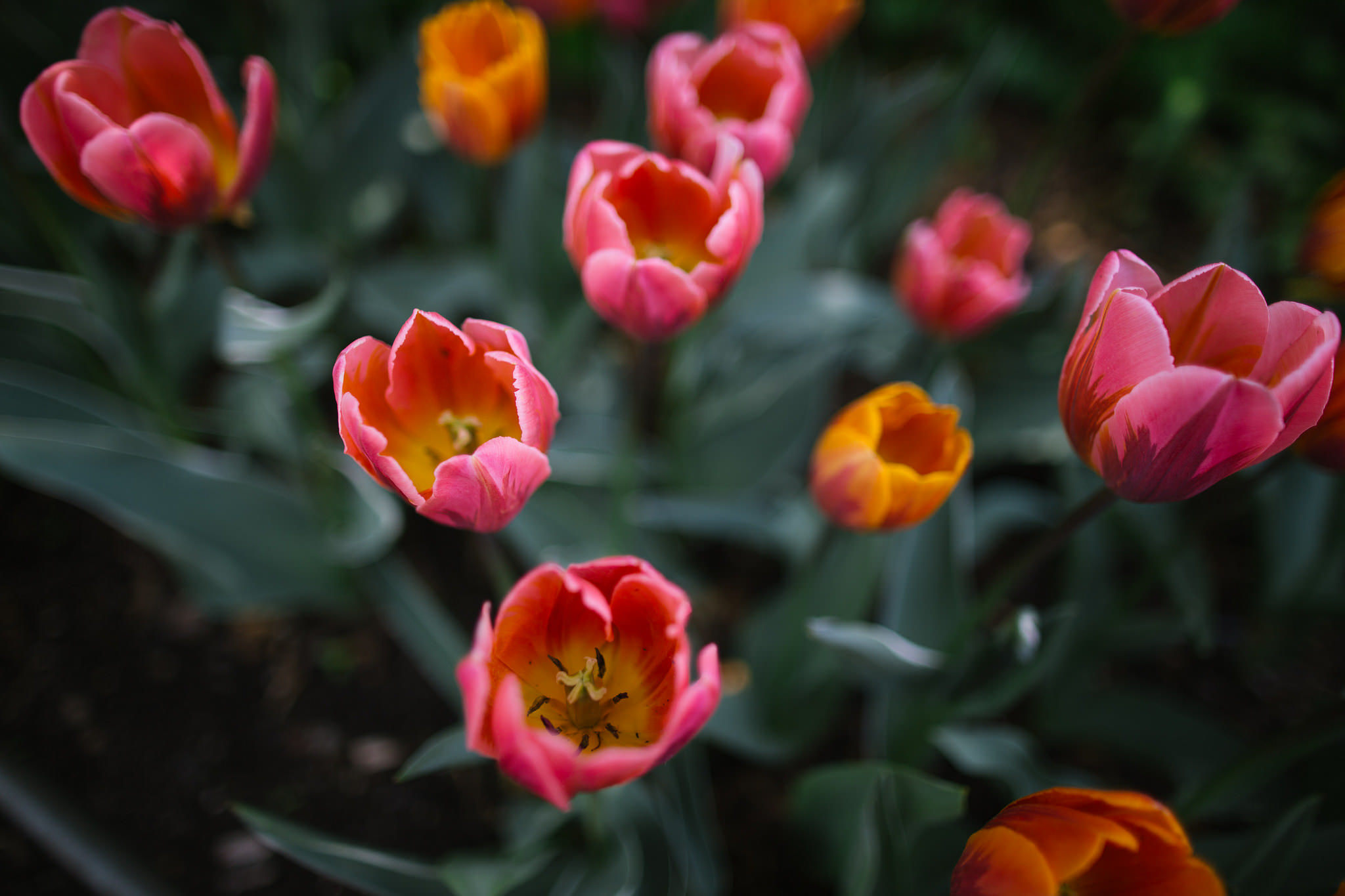 Descarga gratuita de fondo de pantalla para móvil de Naturaleza, Flores, Flor, Flor Rosa, Tulipán, Tierra/naturaleza.