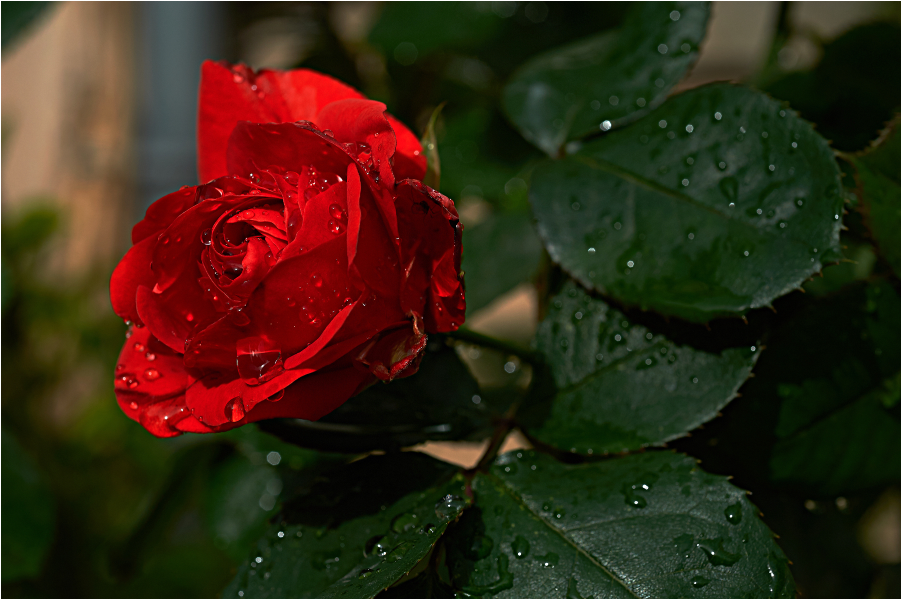 Téléchargez des papiers peints mobile Fleurs, Rose, Rosée, Terre/nature gratuitement.