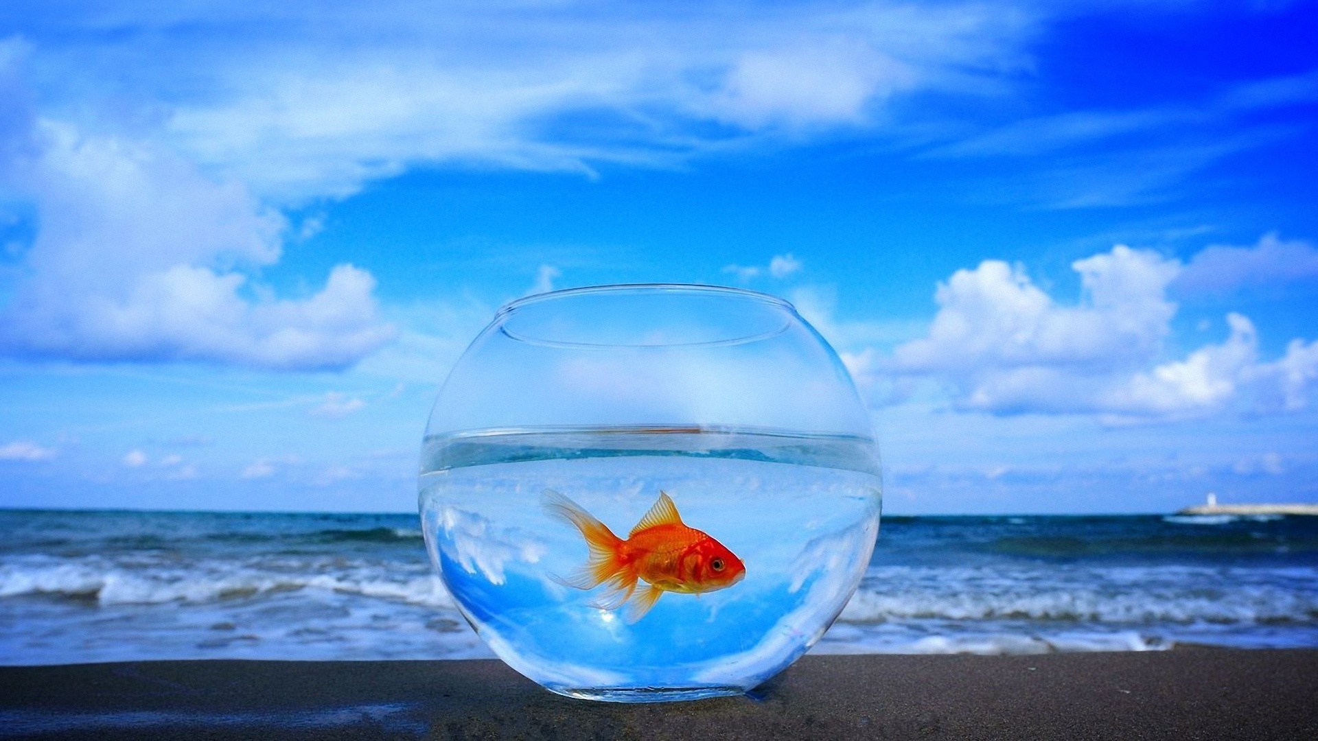 fishes, animals, blue Full HD