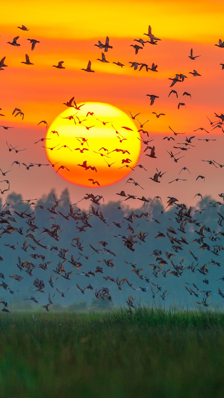Download mobile wallpaper Birds, Sunset, Sun, Bird, Animal, Flock Of Birds for free.