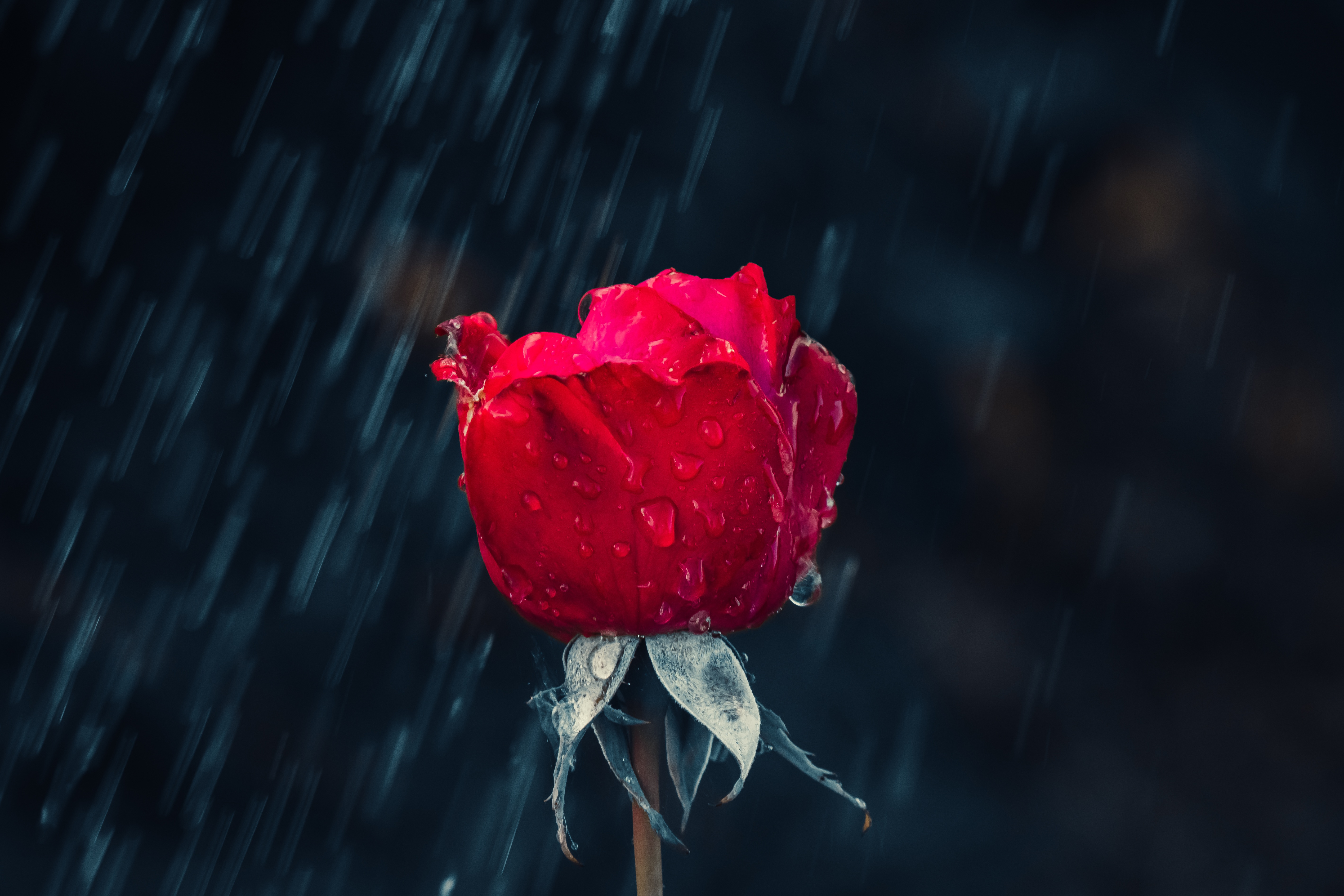 flowers, rain, drops, red, rose flower, rose, bud, moisture